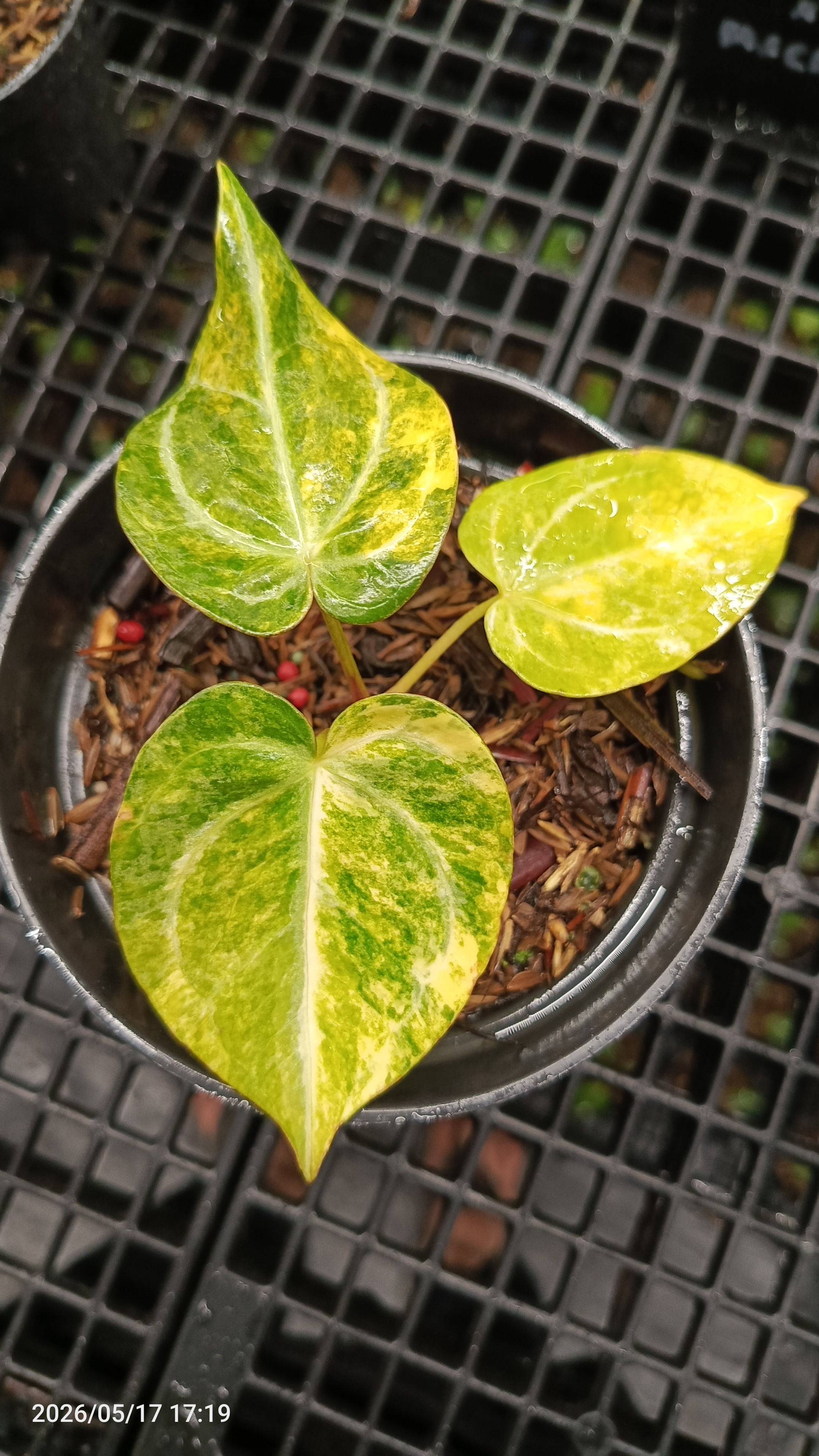ANTHURIUM VENOM X RED DEVILS VARIEGATA 2