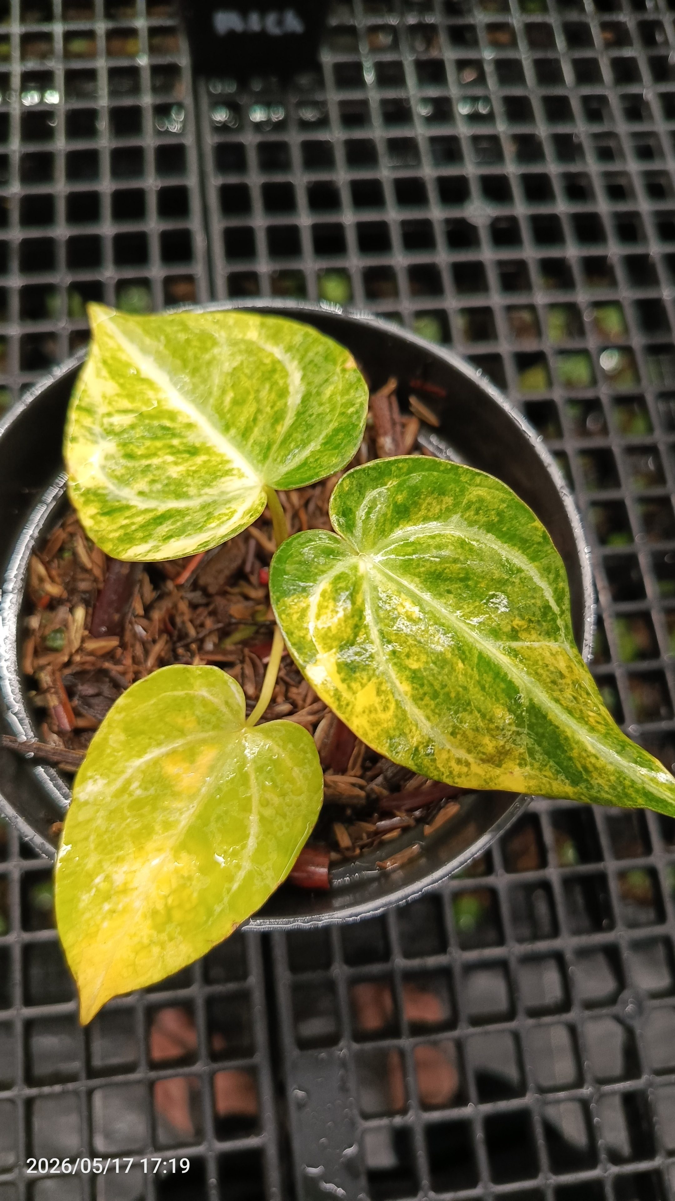 ANTHURIUM VENOM X RED DEVILS VARIEGATA 3