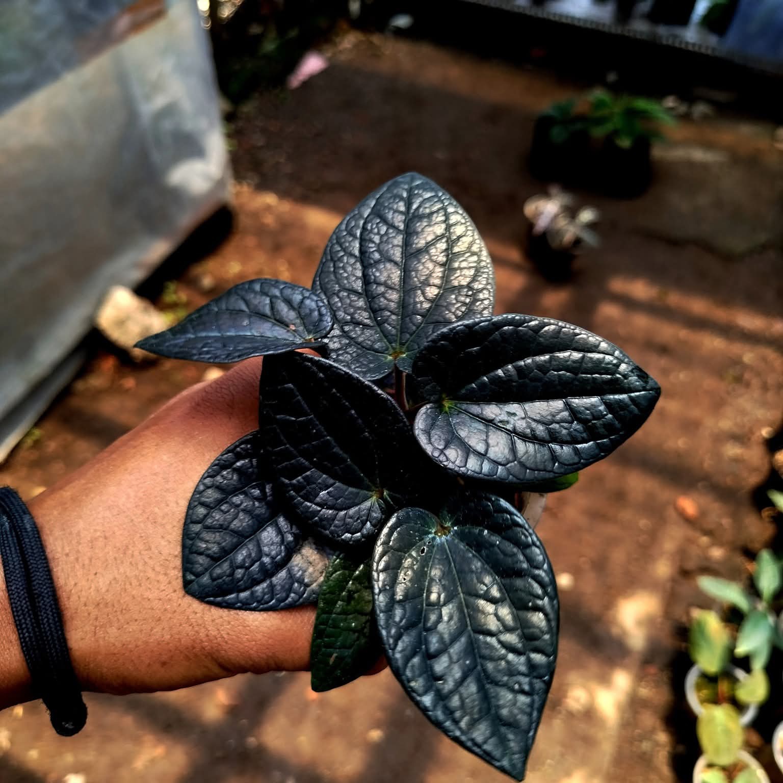 PIPER BLACK PAPUA
