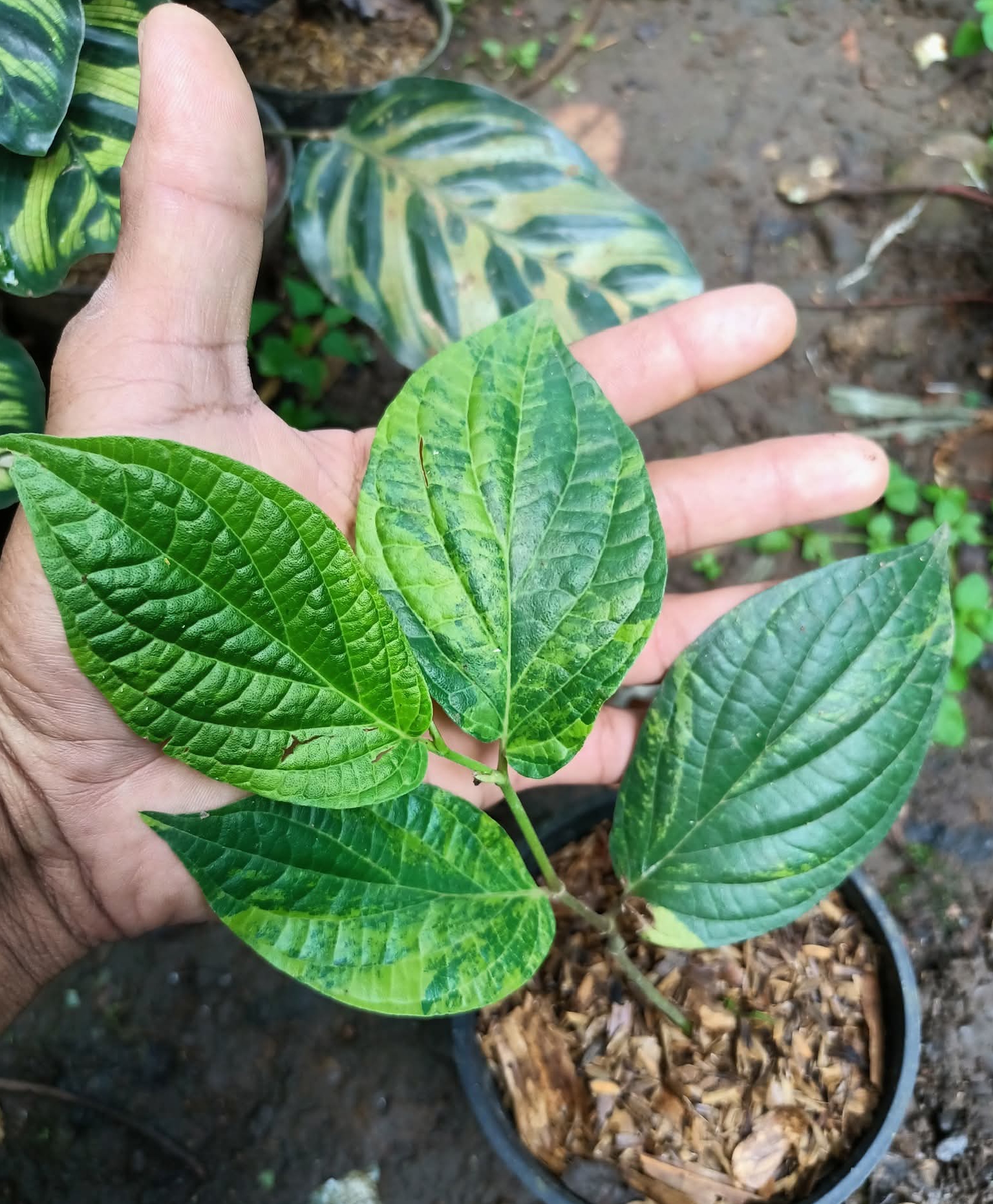 PIPER HISPIDUM
