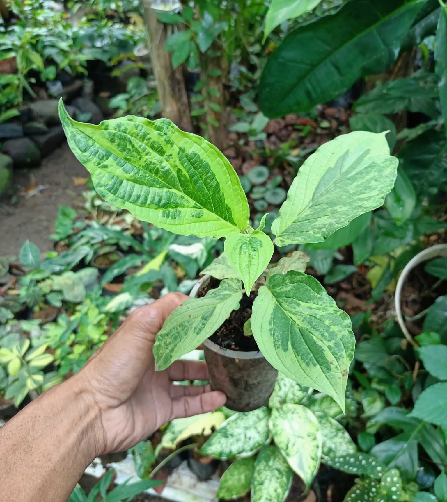 PIPER ADUNCUM