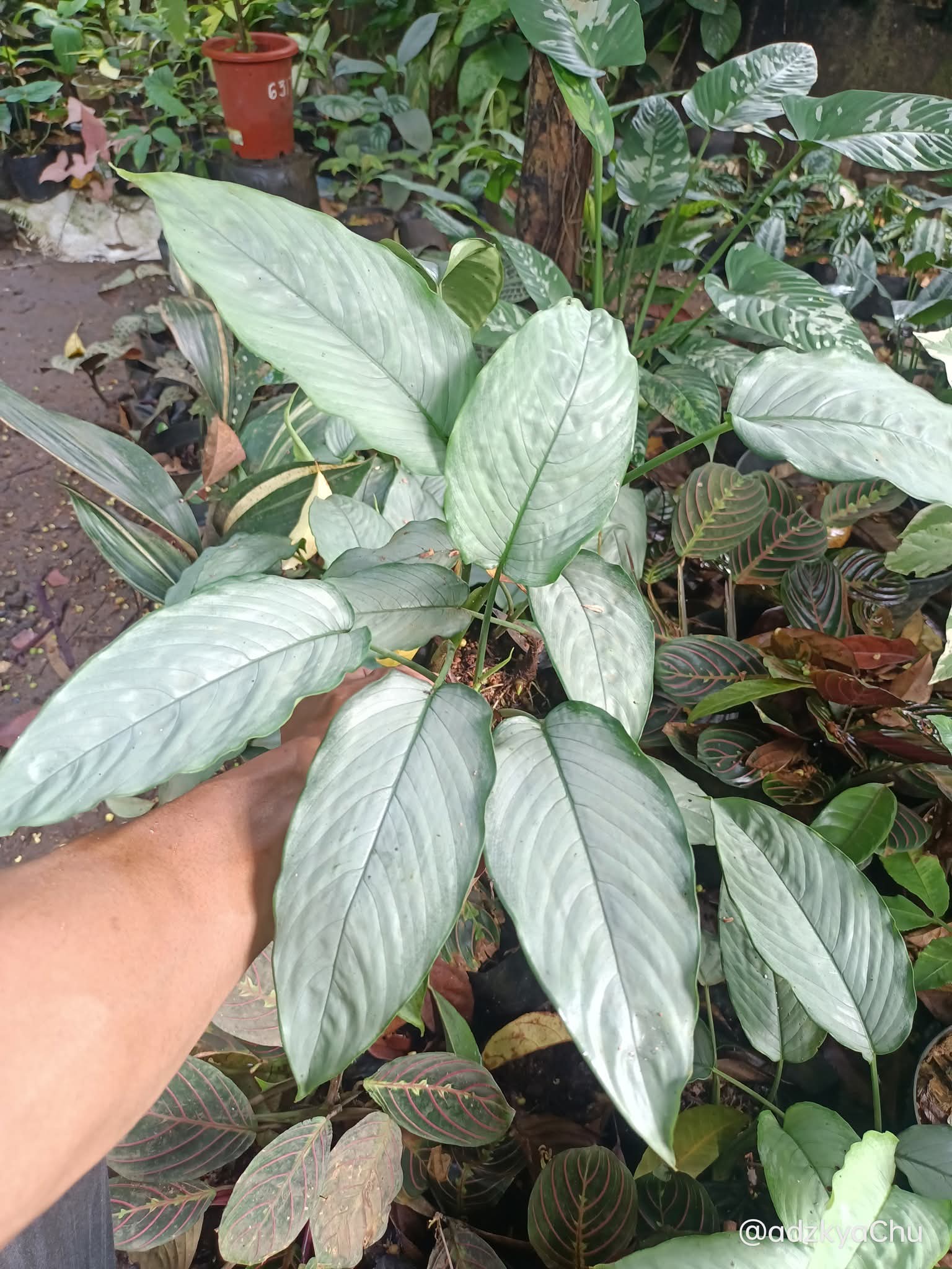 HOMALOMENA SILVER