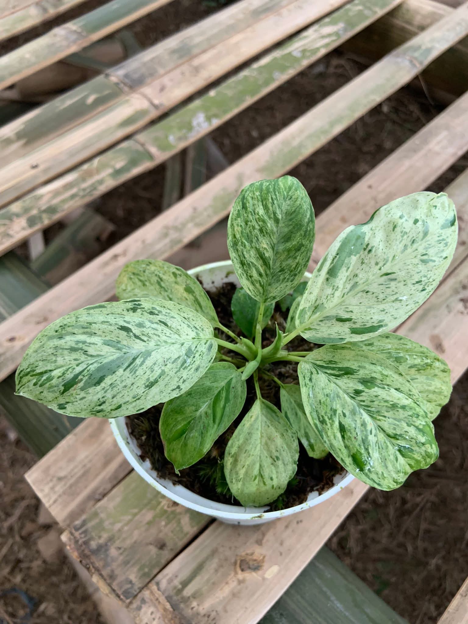 HOMALOMENA HUMILIS