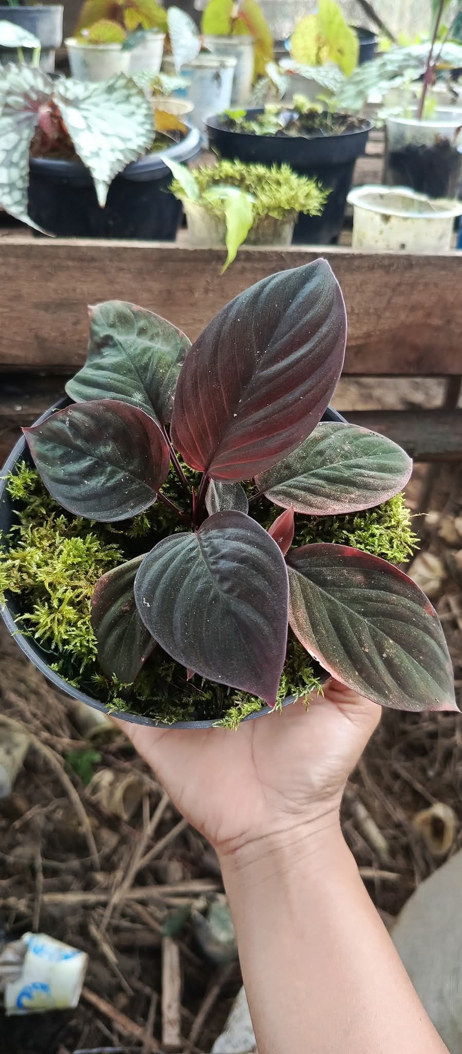 HOMALOMENA RED