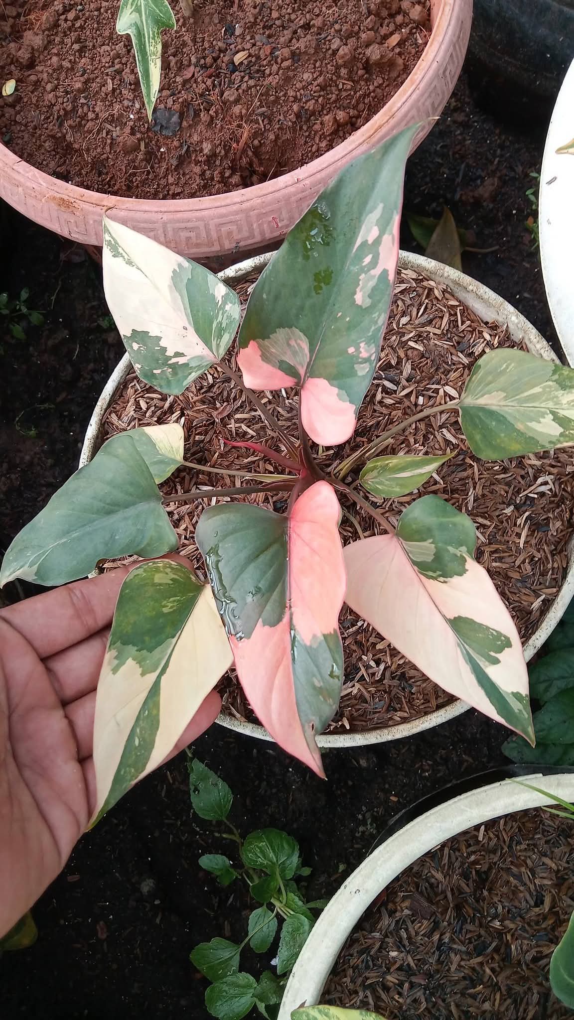 HOMALOMENA PINK DIAMOND