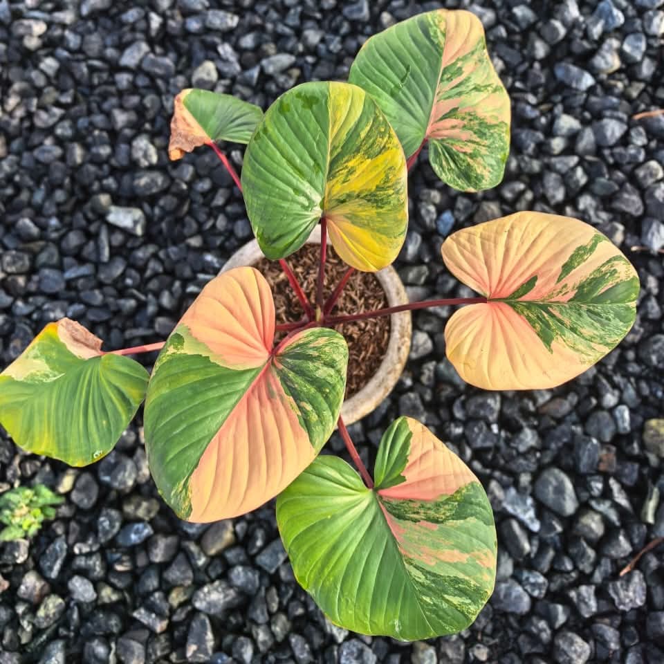 HOMALOMENA RUBESPINK