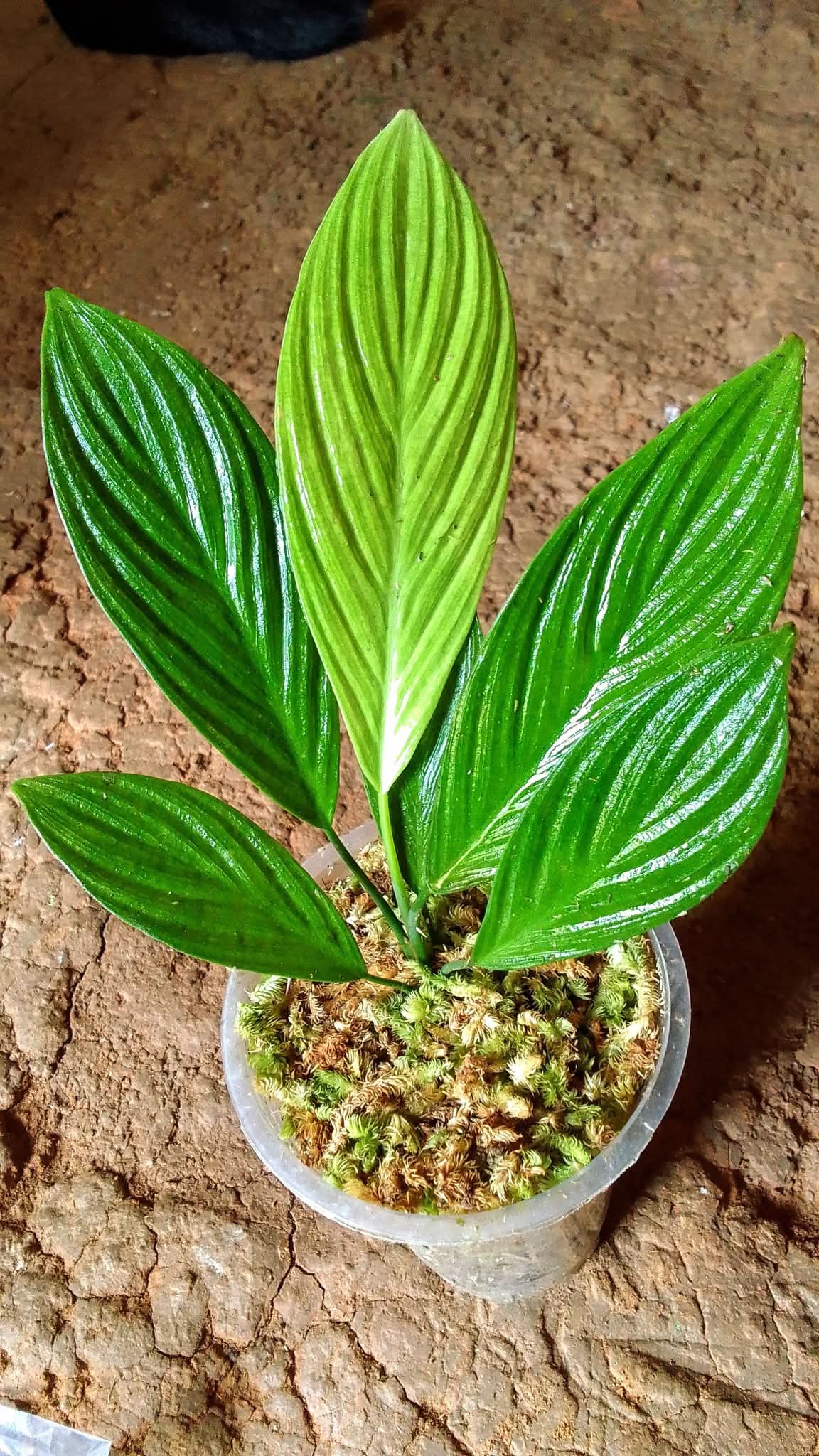 HOMALOMENA SP BAHOROK