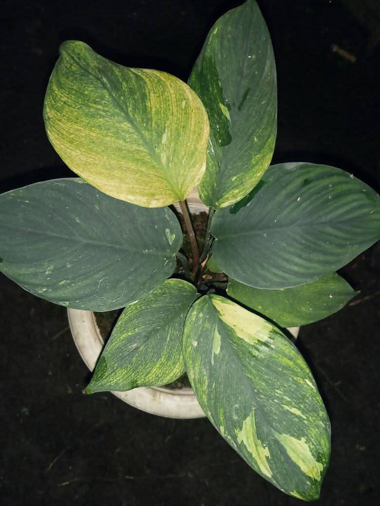 HOMALOMENA HUMILIS SP SUMATERA