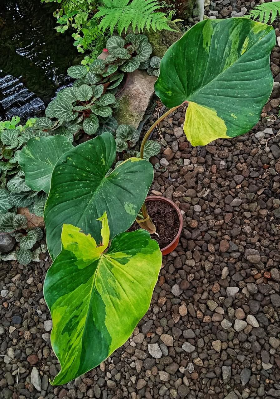 HOMALOMENA PENDULA