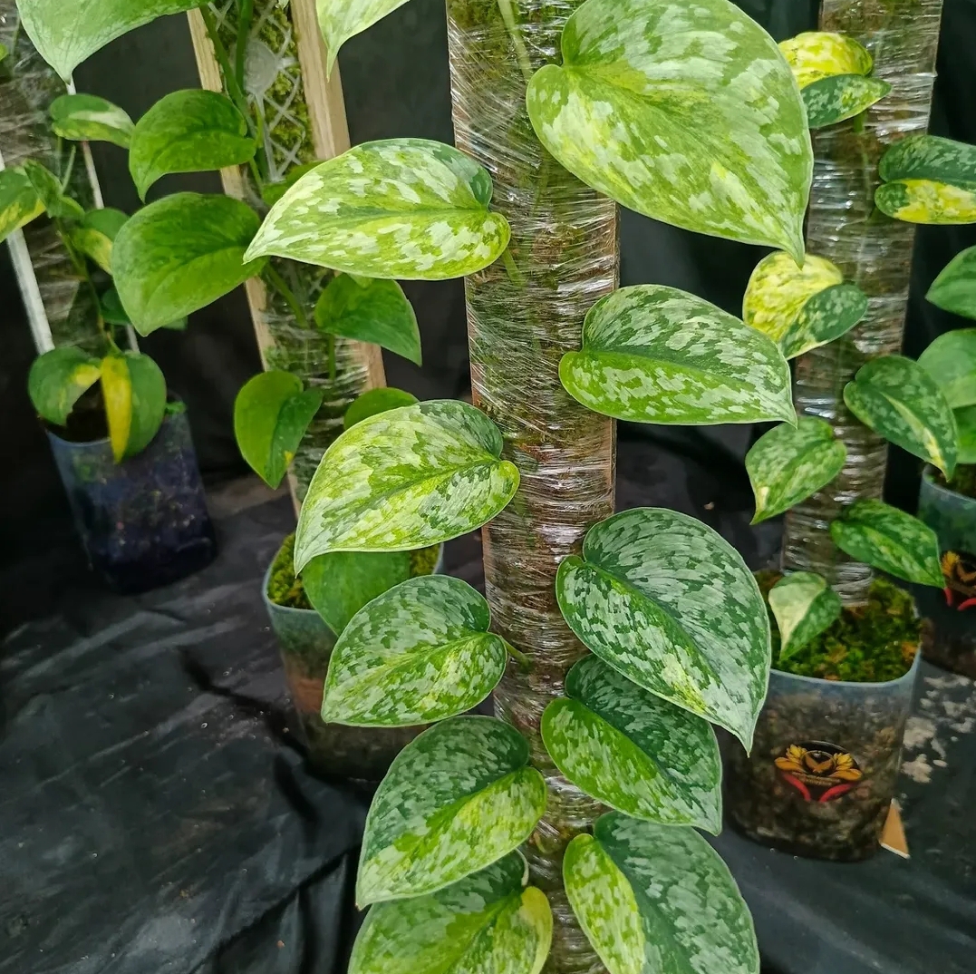 SCINDAPSUS CAKRABUANA