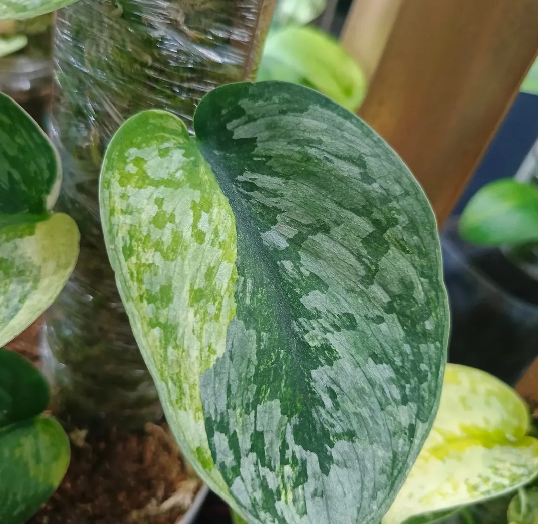 SCINDAPSUS CAKRABUANA 2
