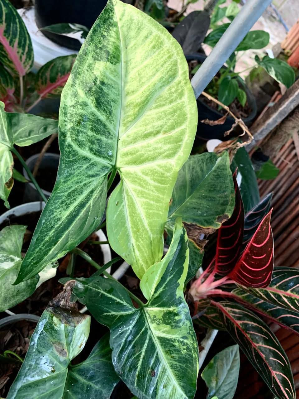 SYNGONIUM GOLDEN ELORA