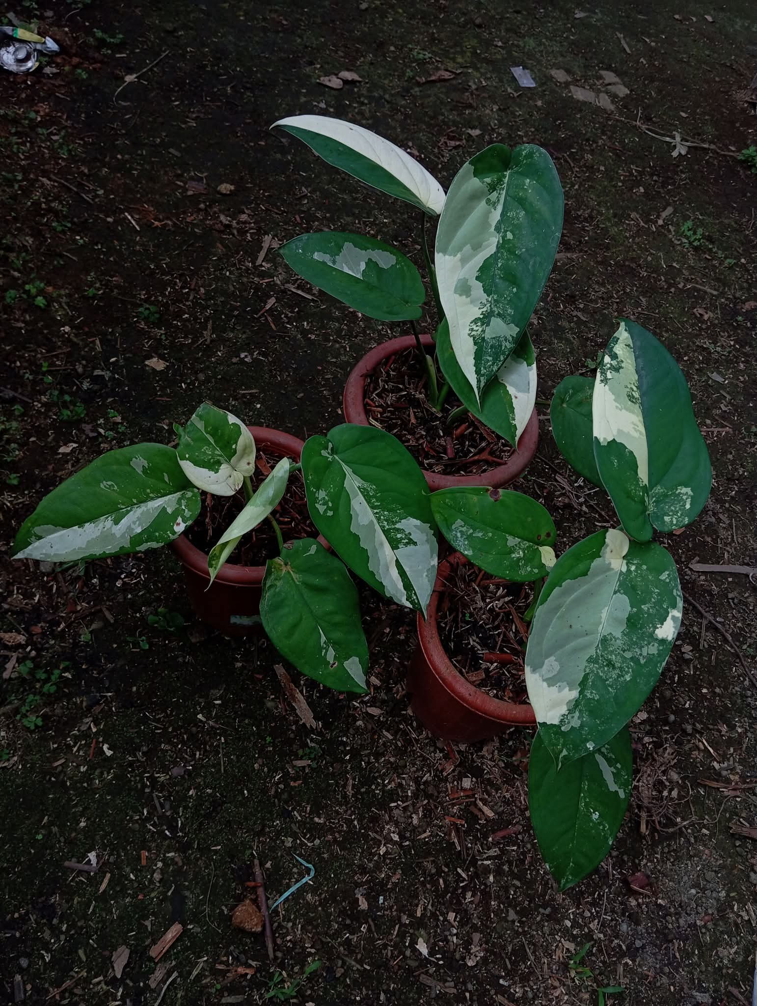 SYNGONIUM CHIAPENSE
