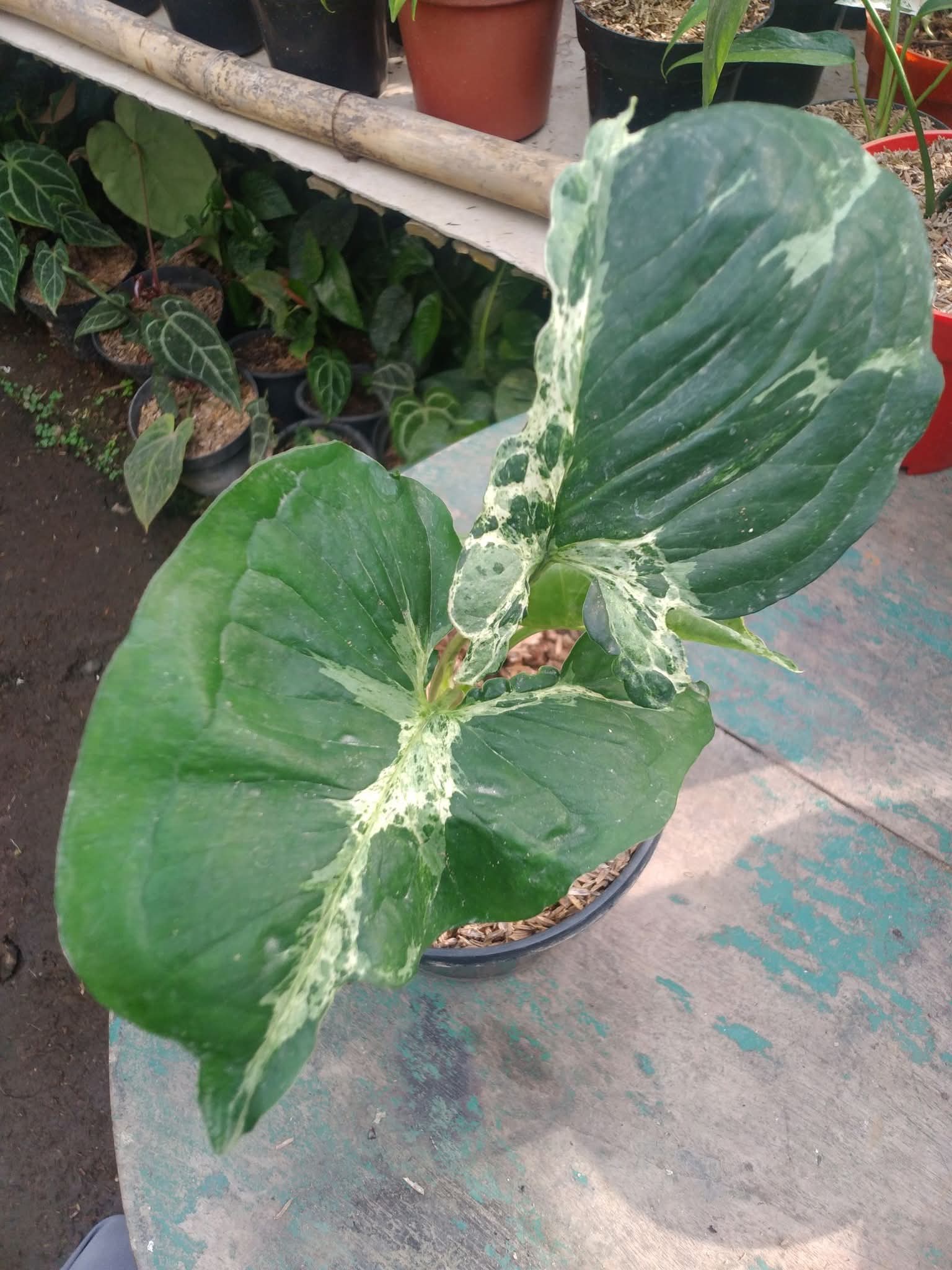 SYNGONIUM MONITOR LAVA