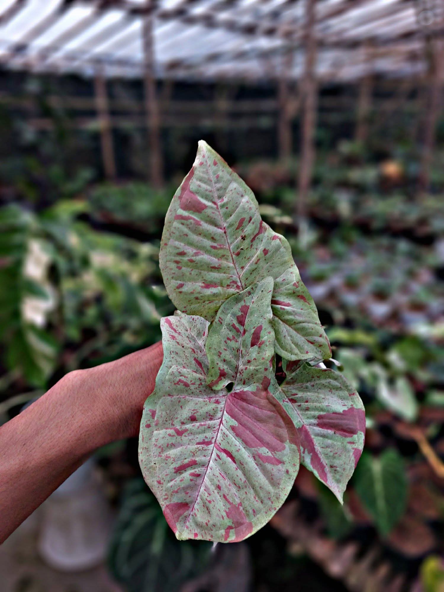 SYNGONIUM MILK CONFETTI