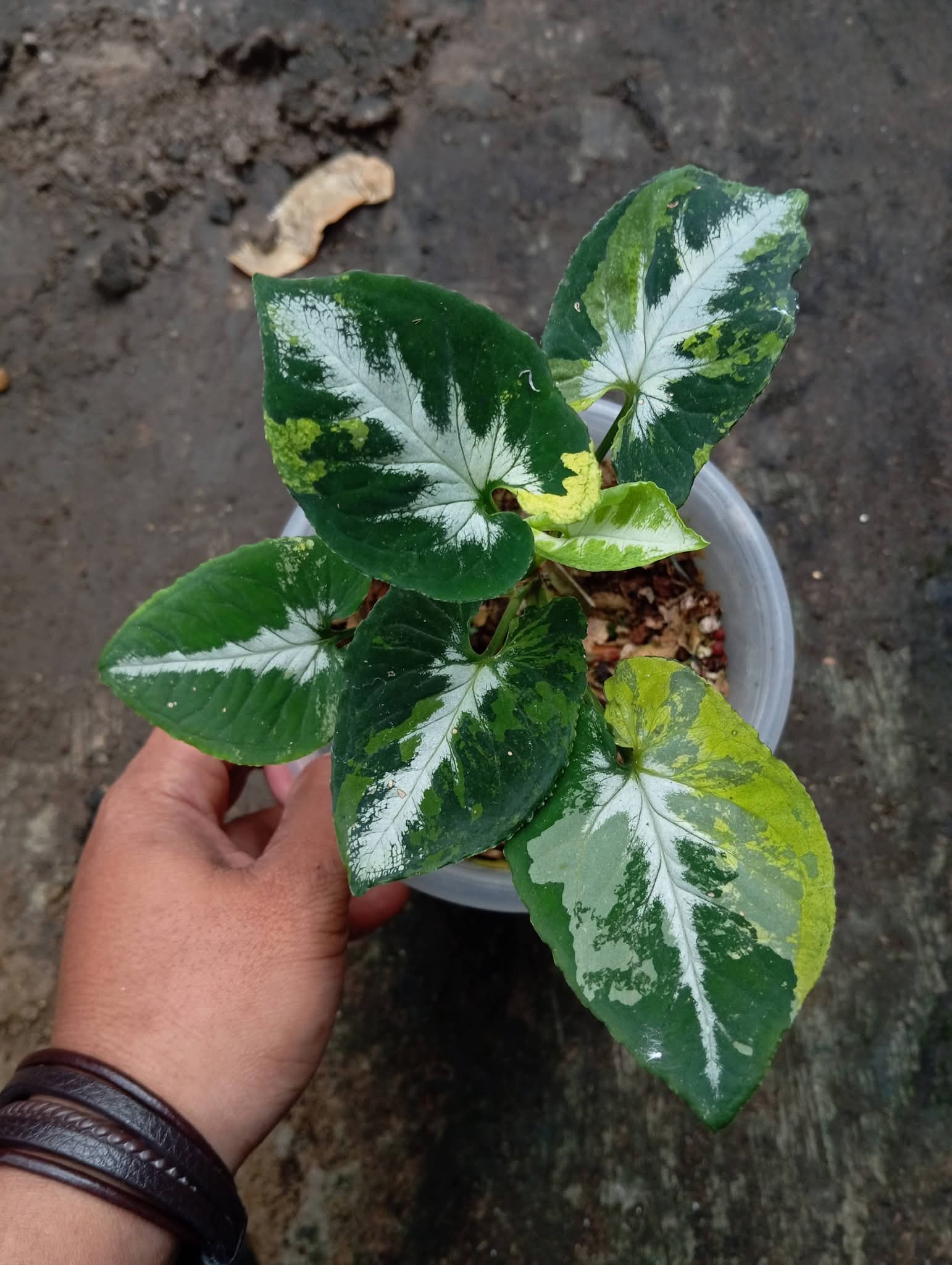 SYNGONIUM SCRAMBLE EGG VAR