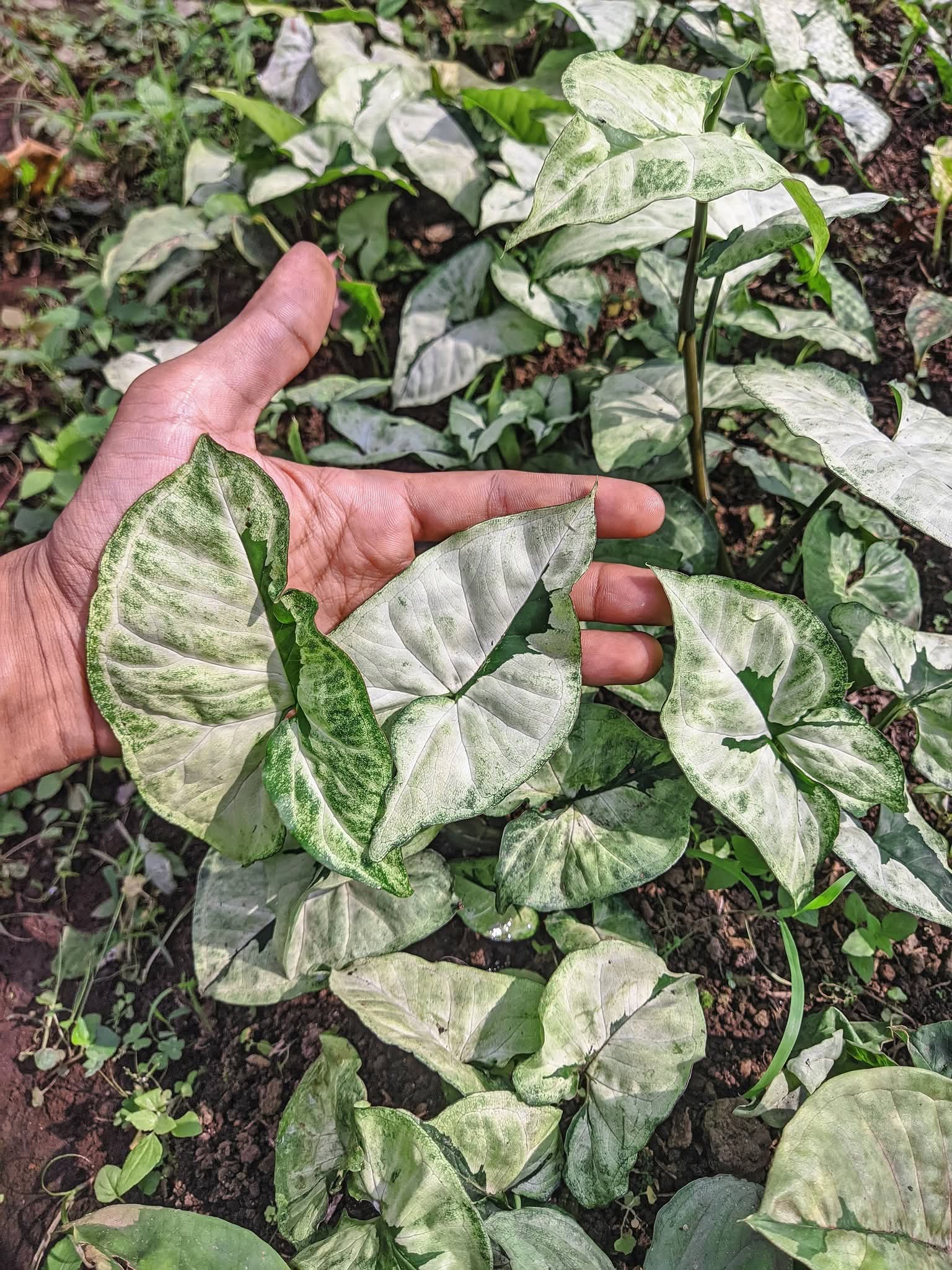 SYNGONIUM green beauty