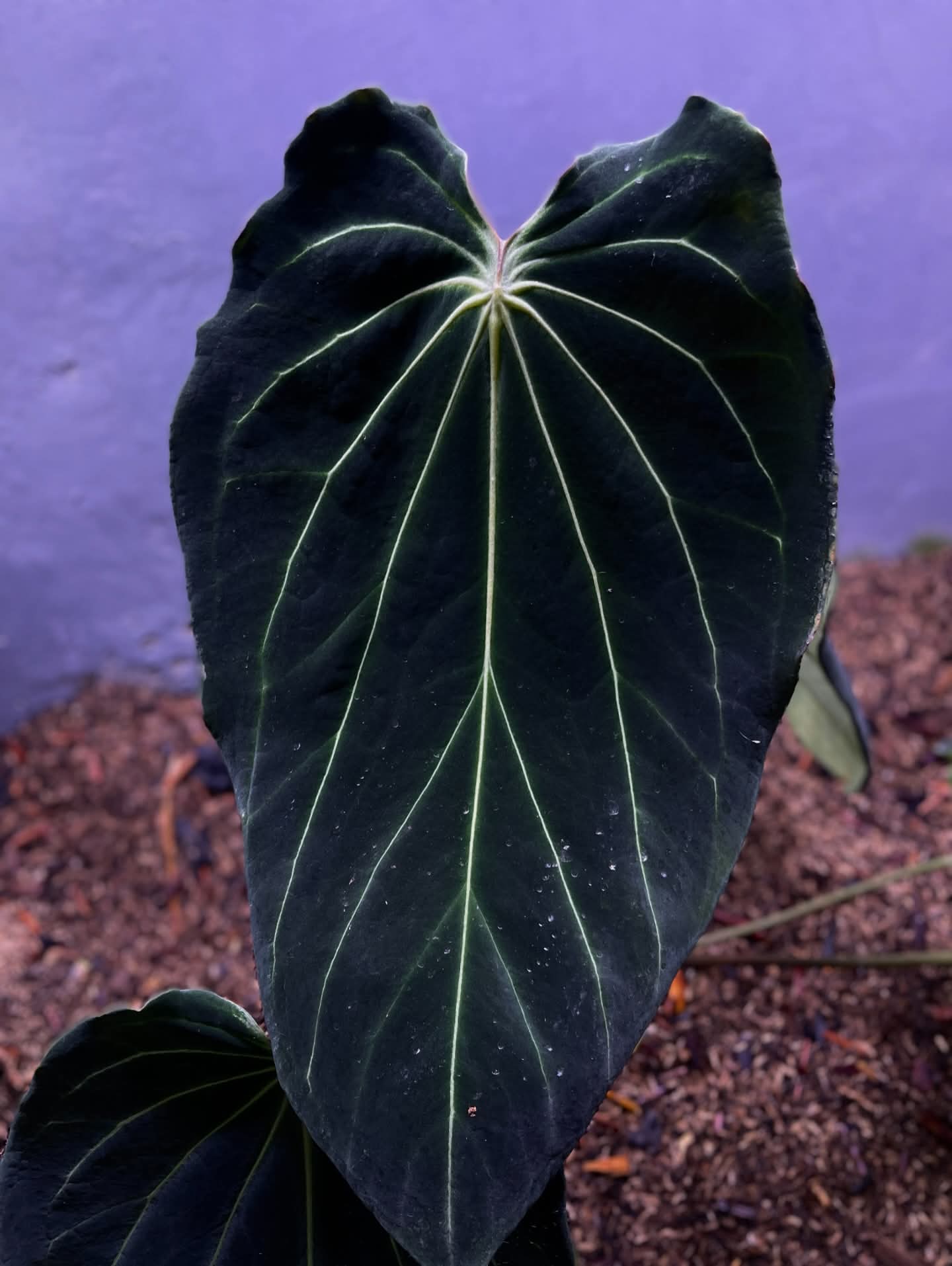 ANTHURIUM BLACK WIDOW