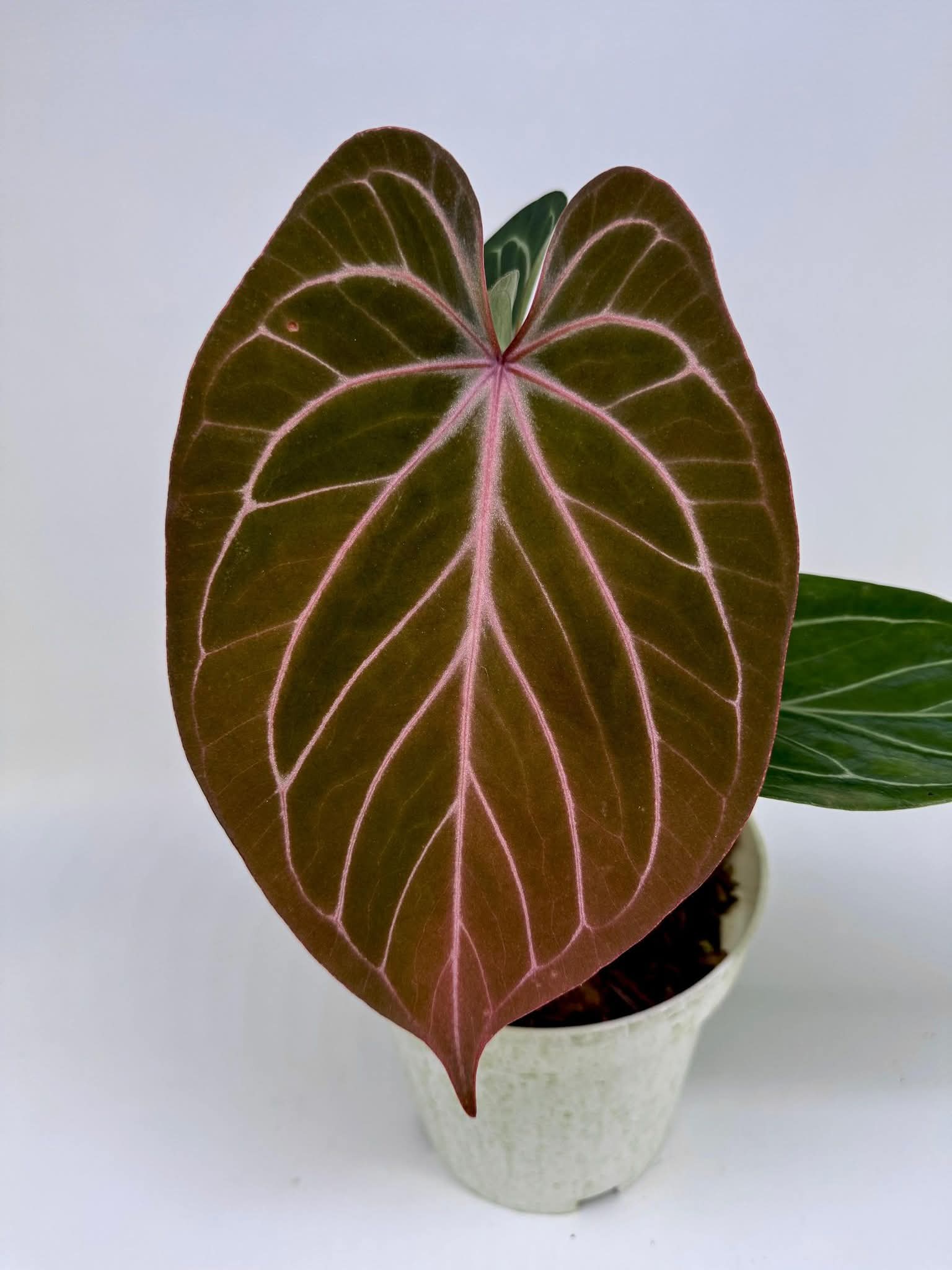 ANTHURIUM HU X BLACK EMERALD