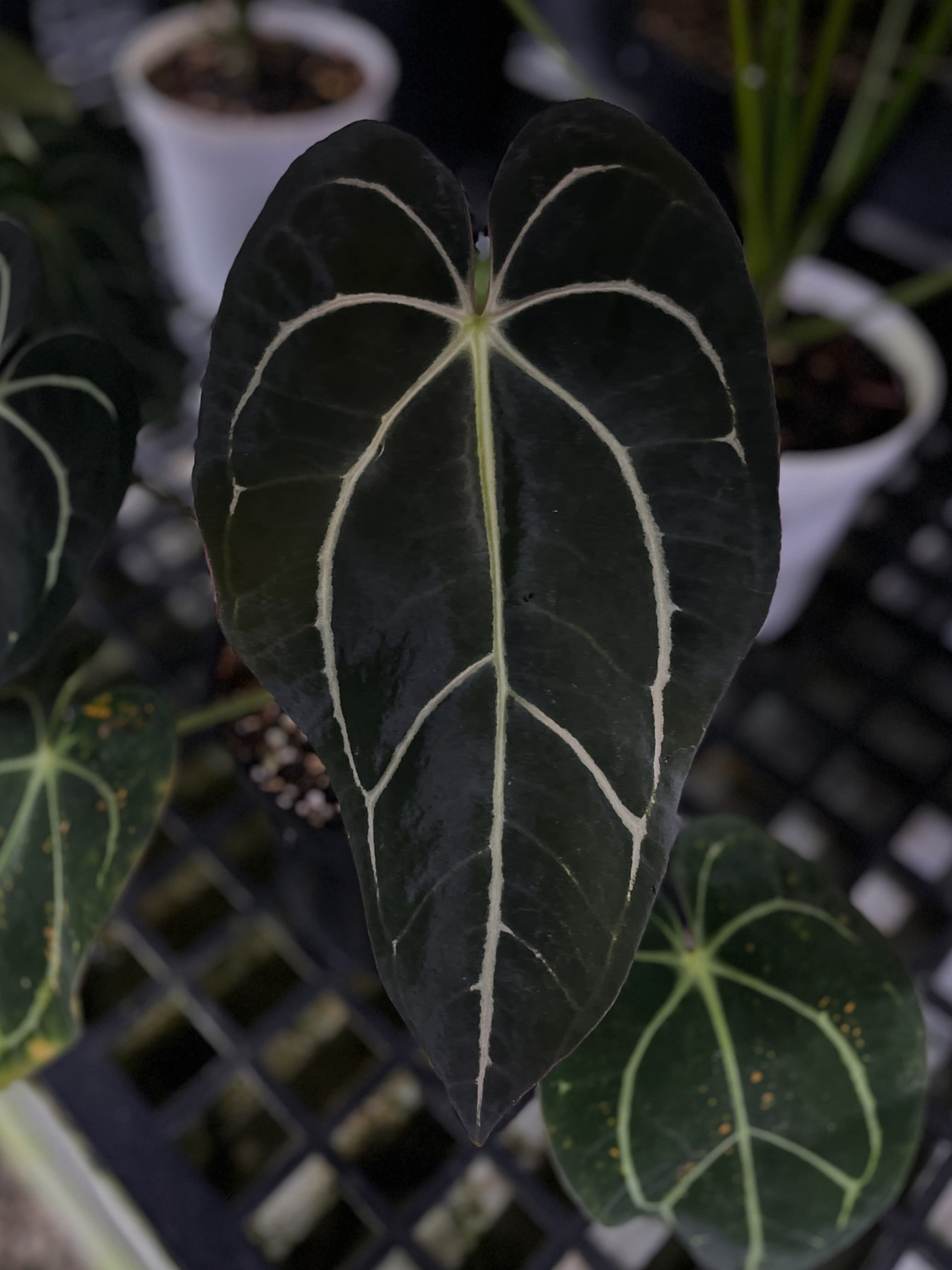 ANTHURIUM CARLA