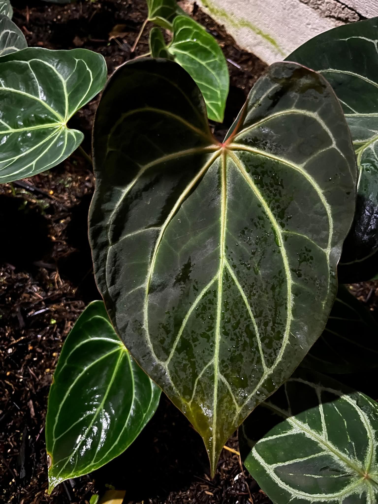 ANTHURIUM BLACK WIDOW1