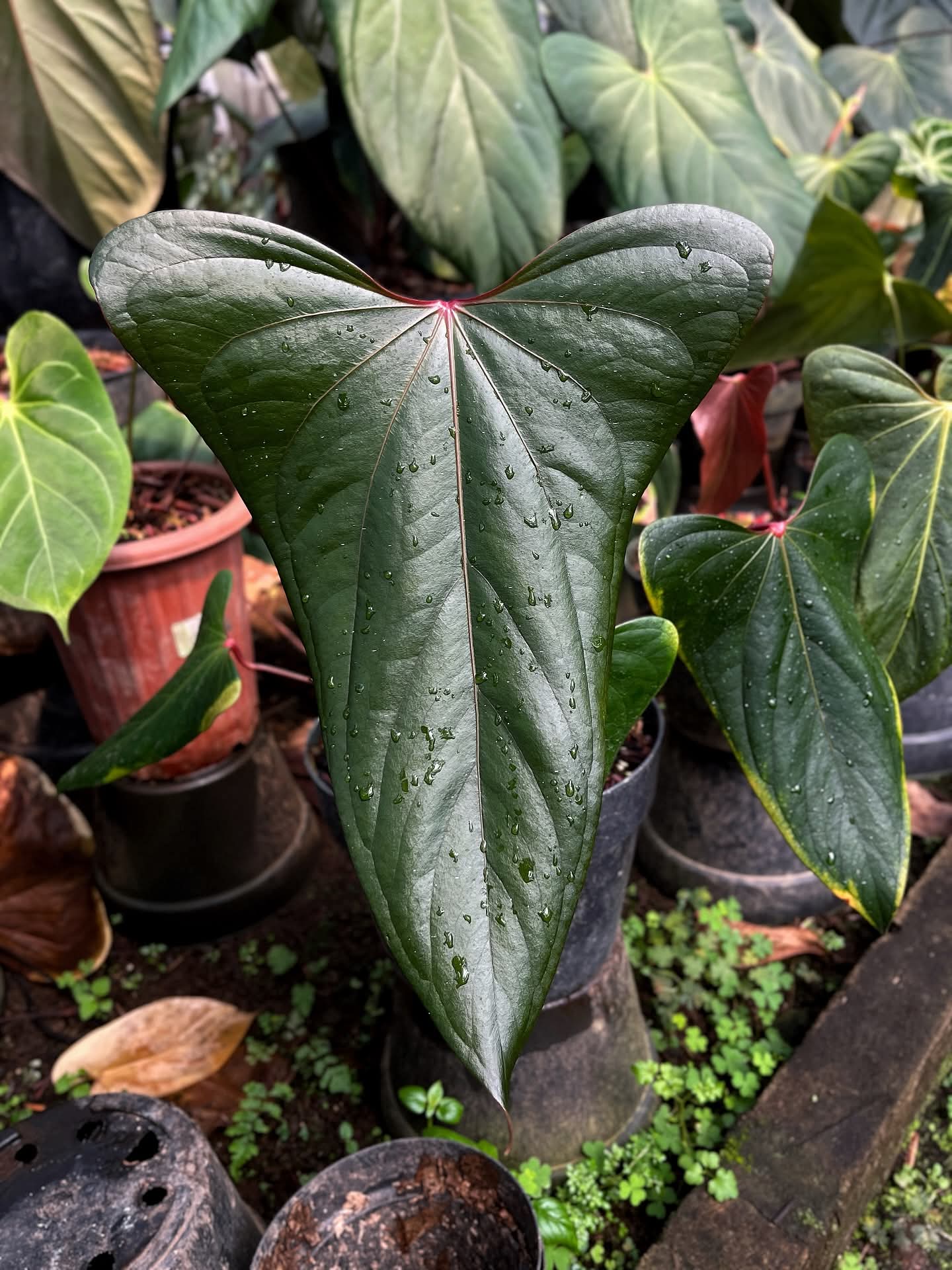 ANTHURIUM CHIMERA X BLACK SWEET