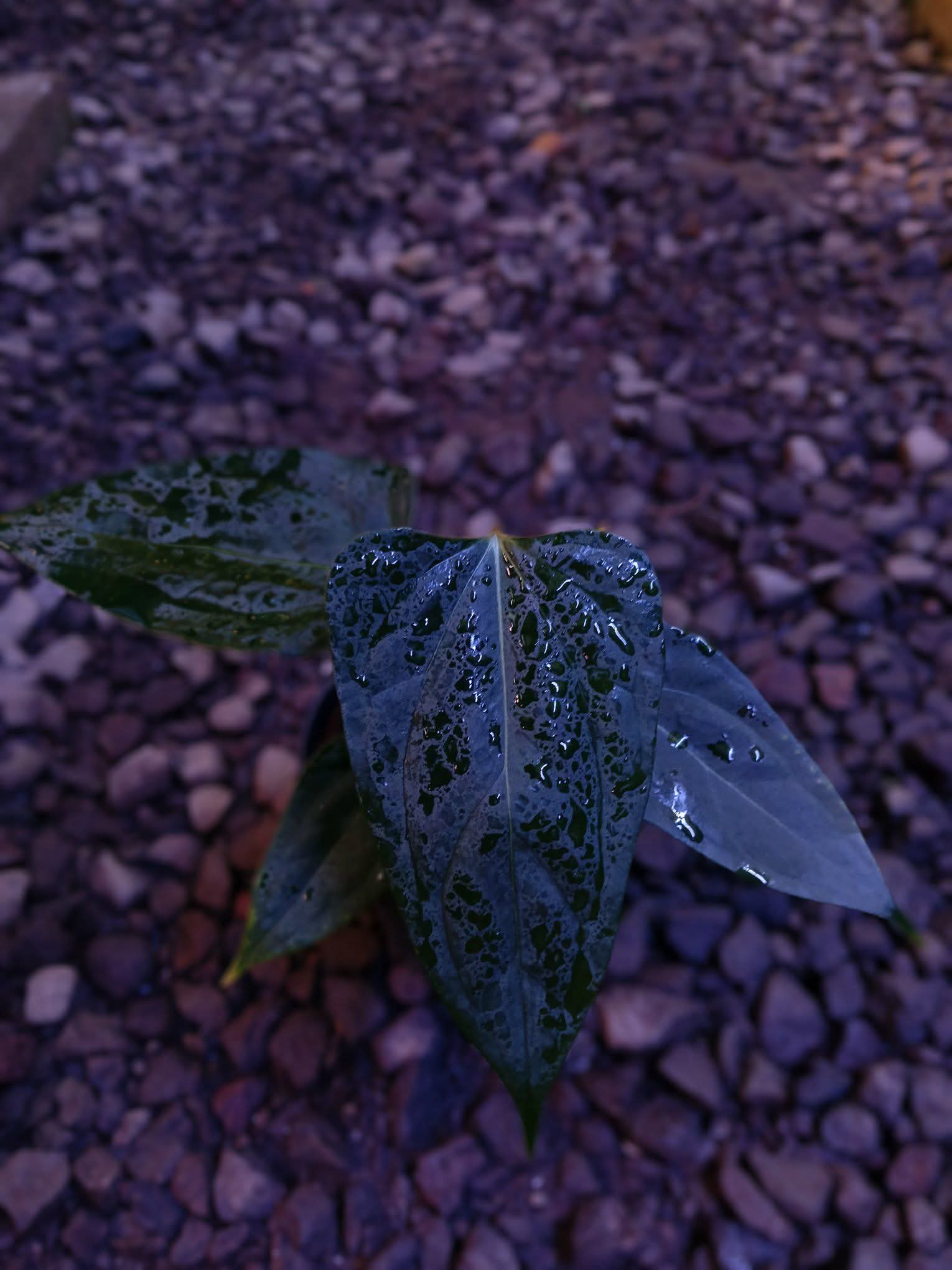 ANTHURIUM PAPI X BLACK SWEET