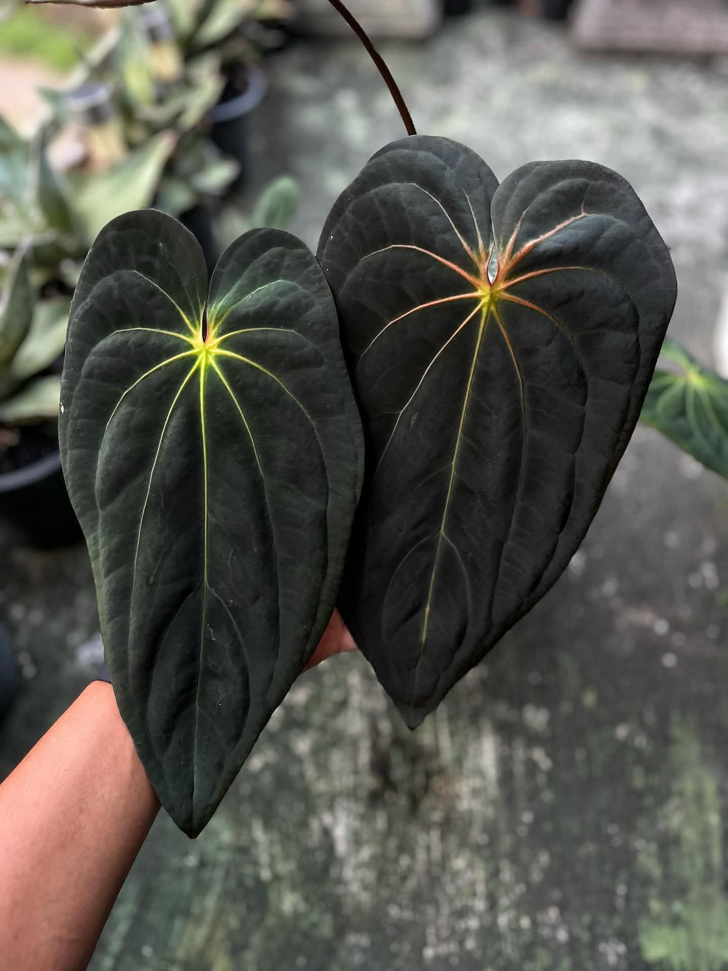 ANTHURIUM BLACK VELVET INDO TYPE