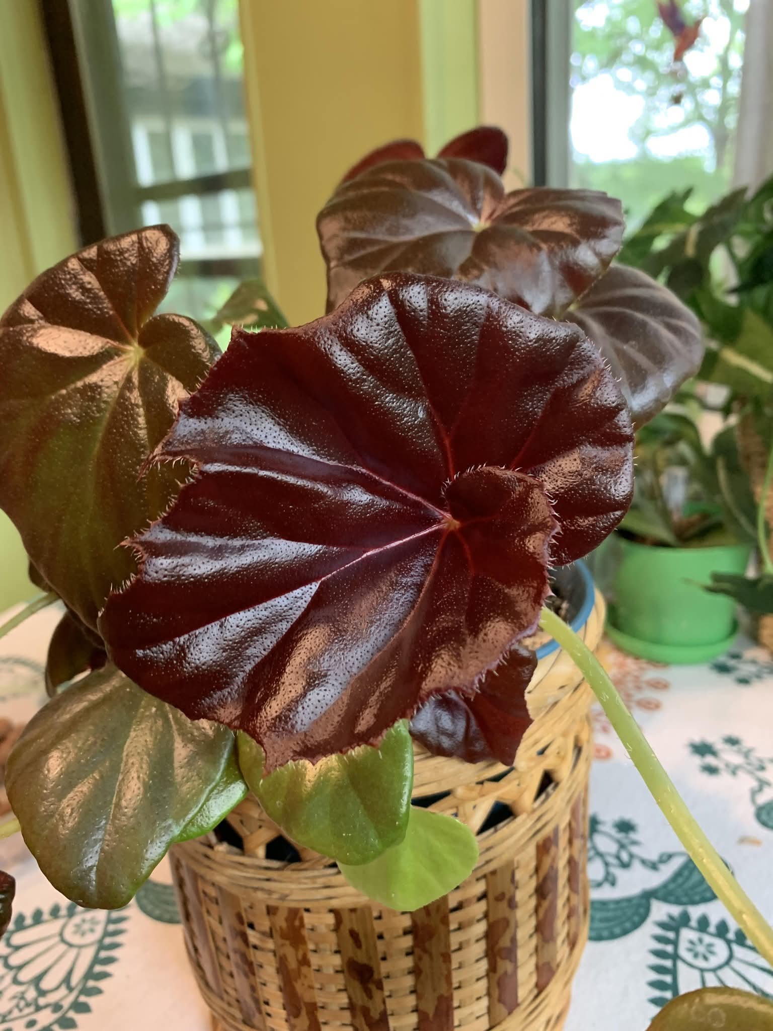 BEGONIA RED FRED
