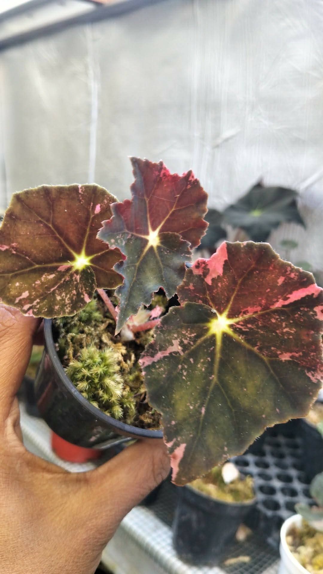 BEGONIA BLACK FANG VAR