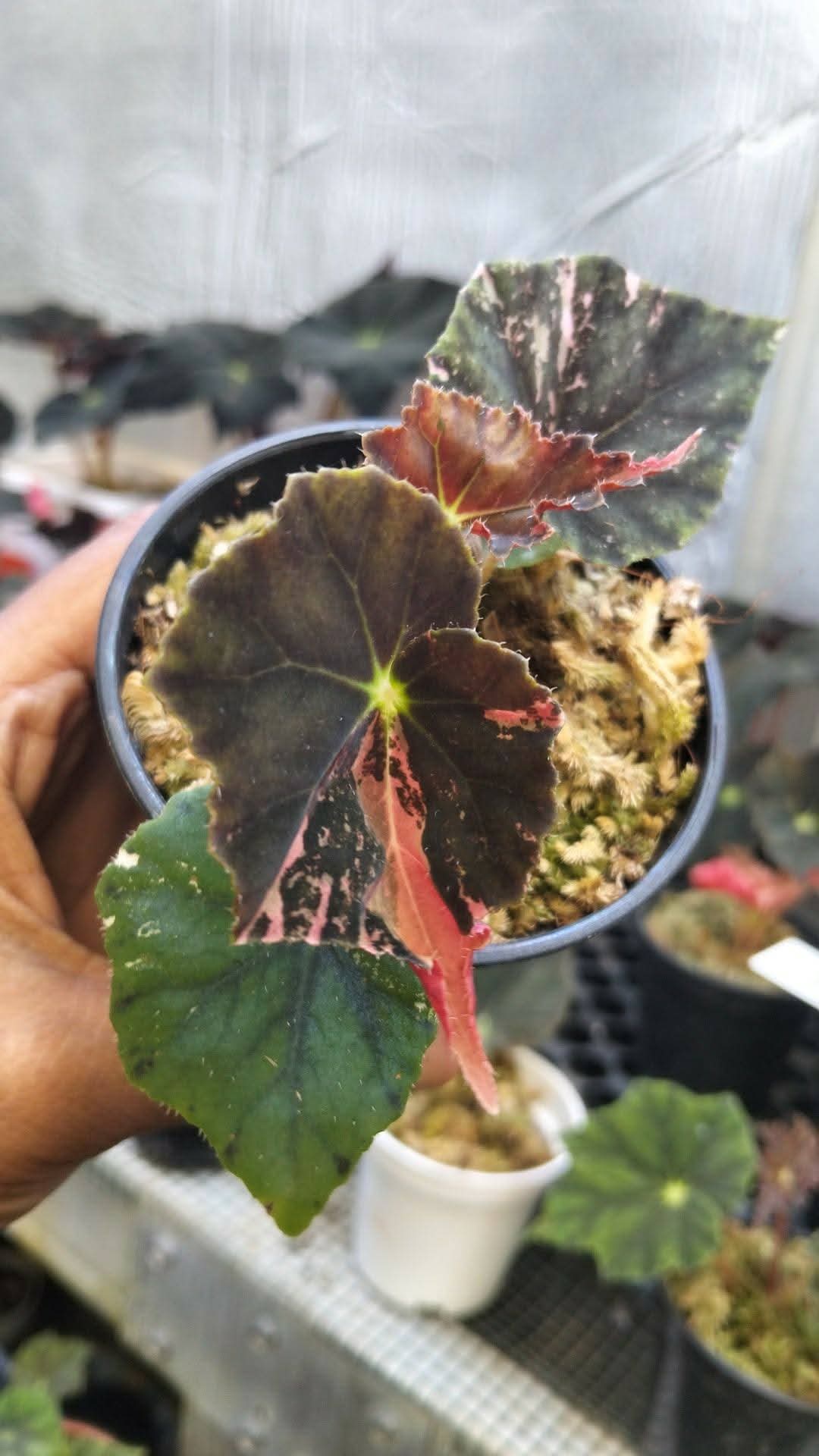 BEGONIA BLACK FANG VAR 2