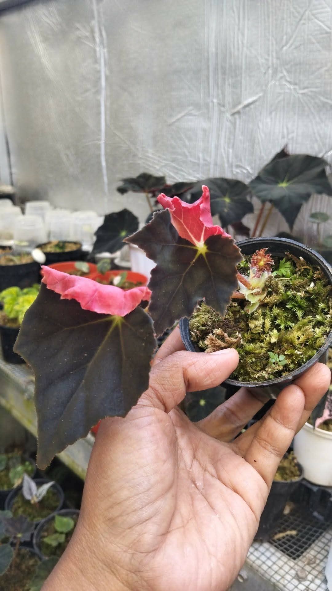 BEGONIA BLACK FANG VAR 3