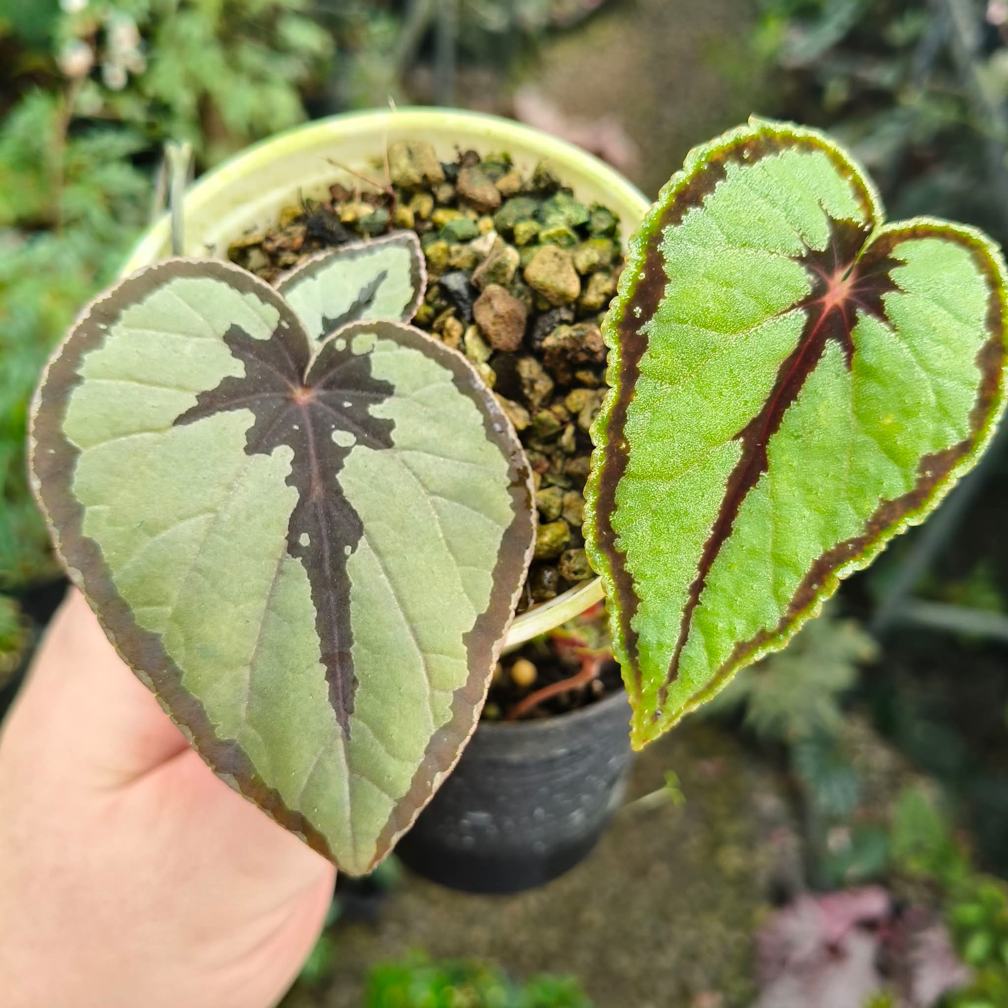 BEGONIA ALICIDA