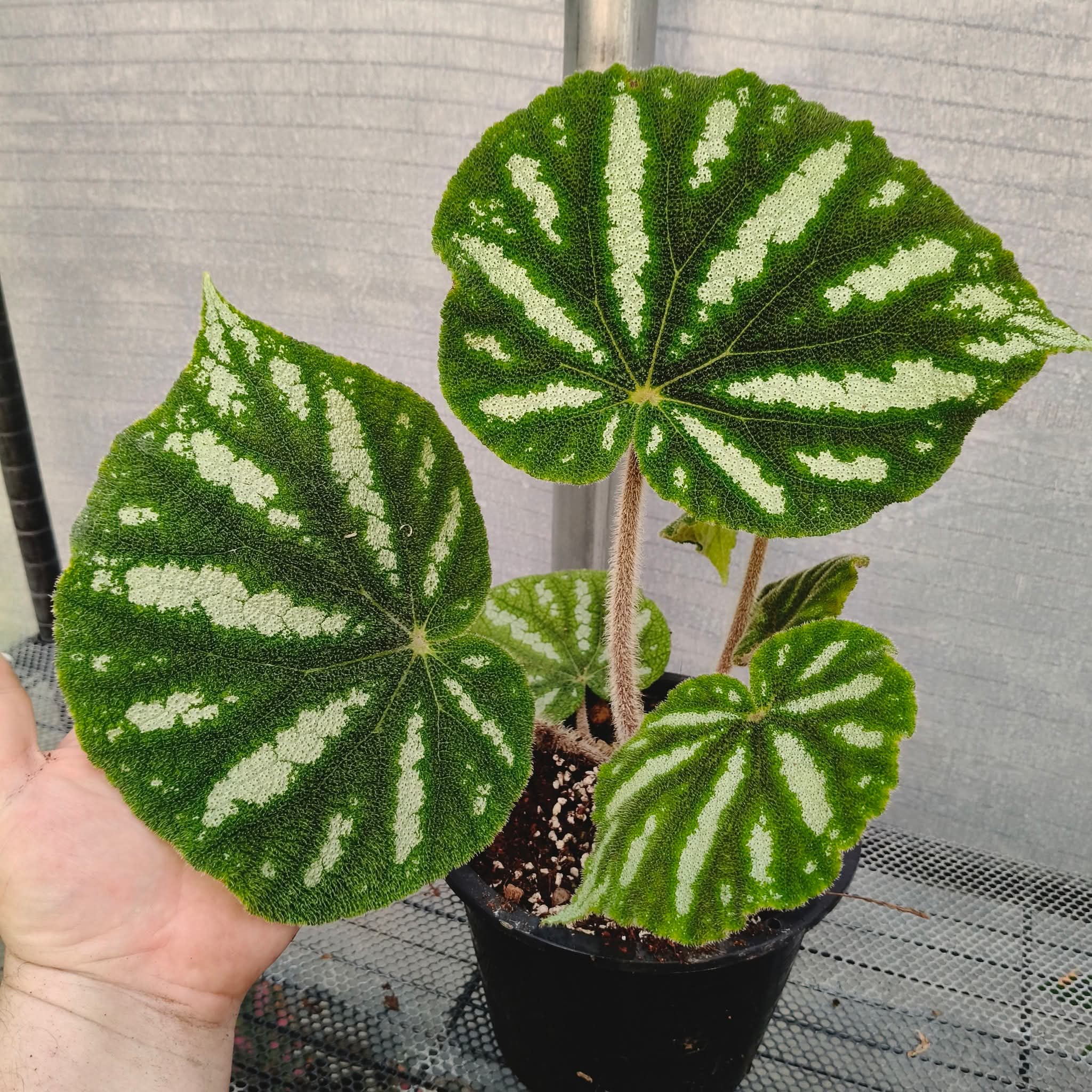 BEGONIA FILIFORMIS