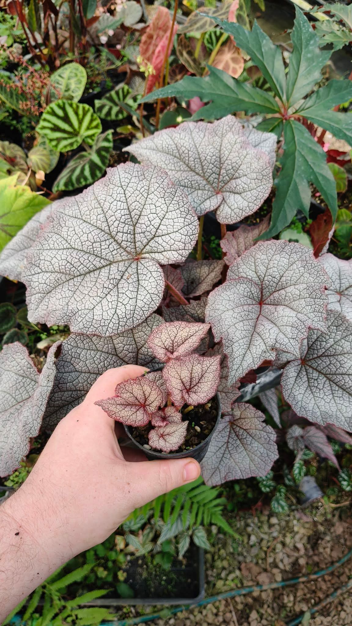 BEGONIA LUNA