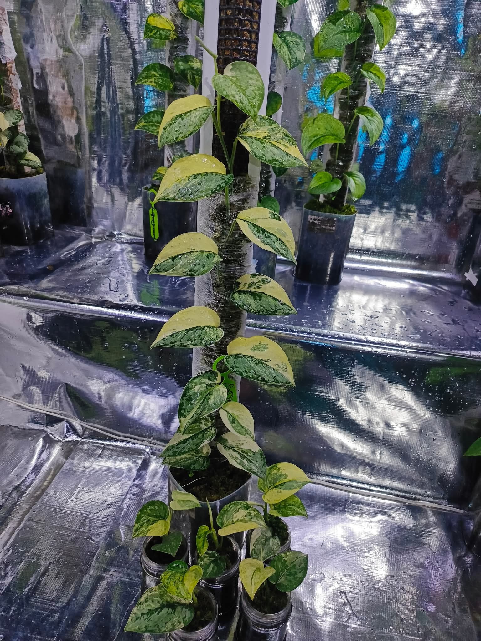 SCINDAPSUS EXOTICA SADEWA