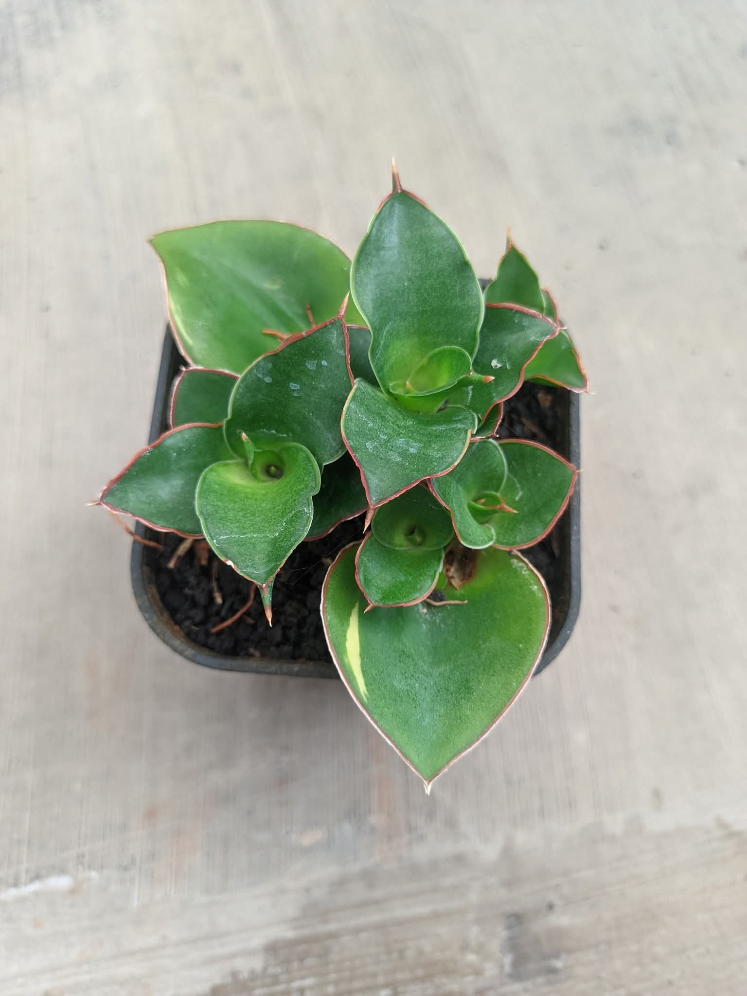 SANSEVIERIA STEKGEA