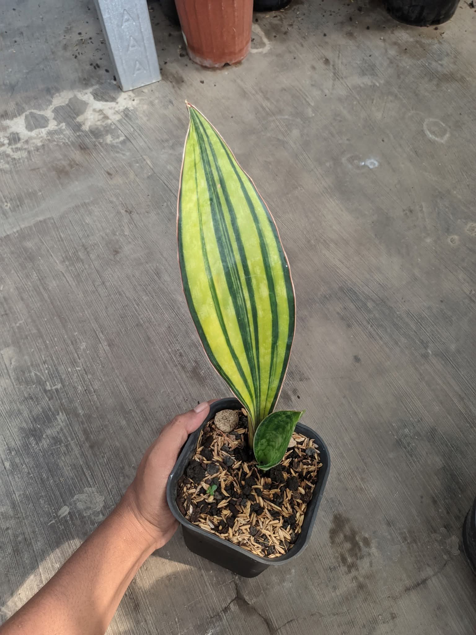 MACROPILA VAR