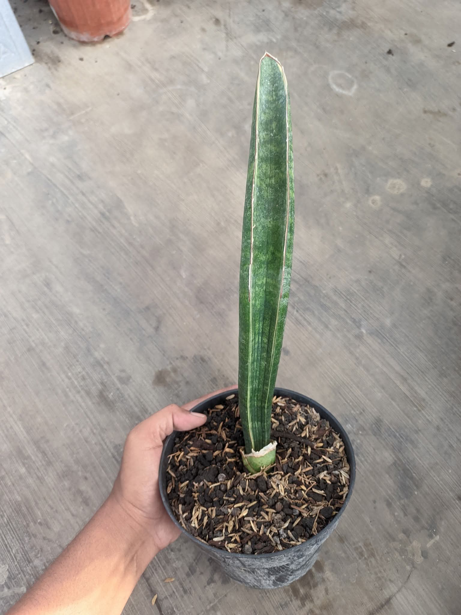 SANSEVIERIA ZIMBABWE