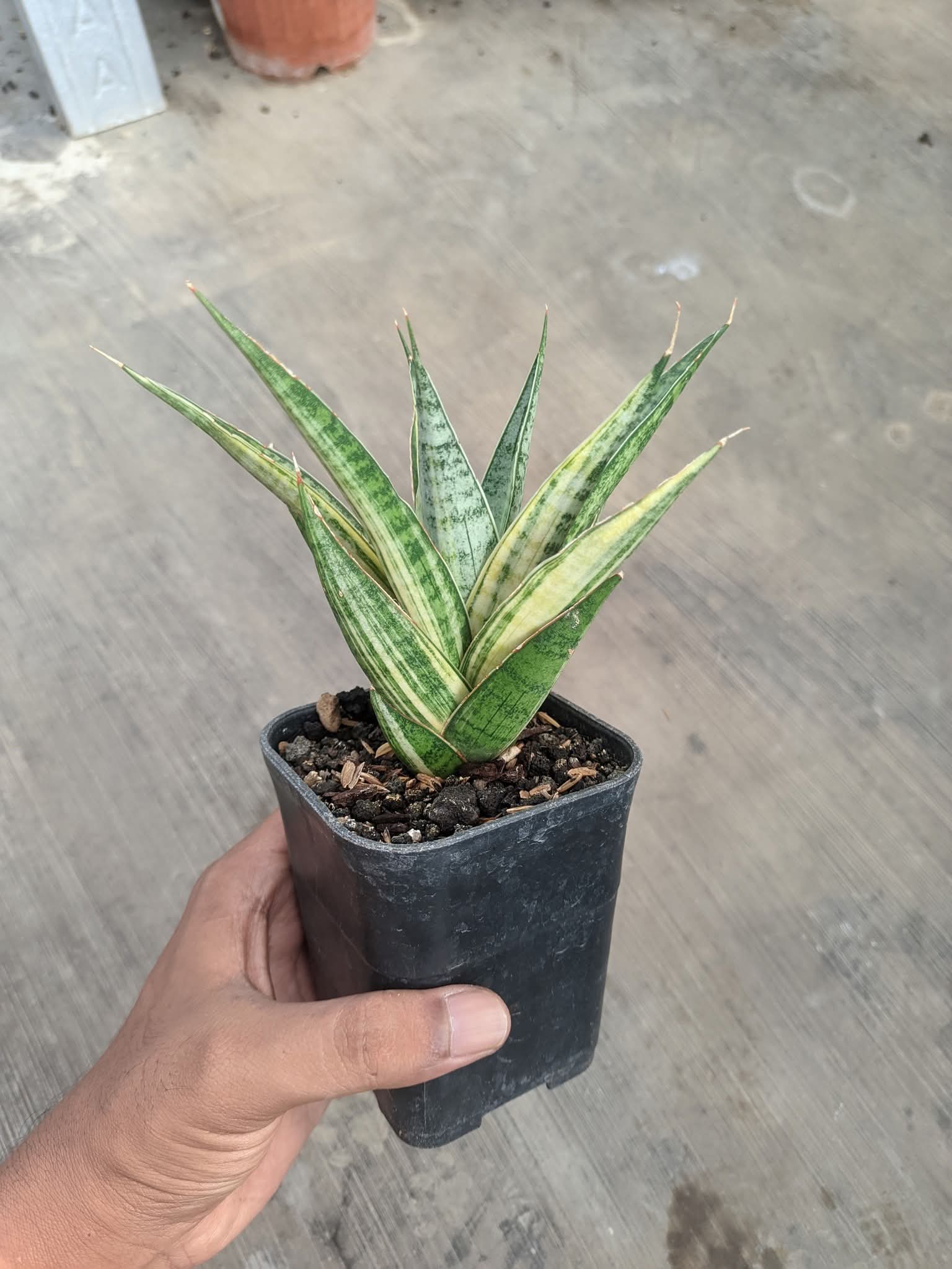 SANSEVIERIA SWEET CALERY