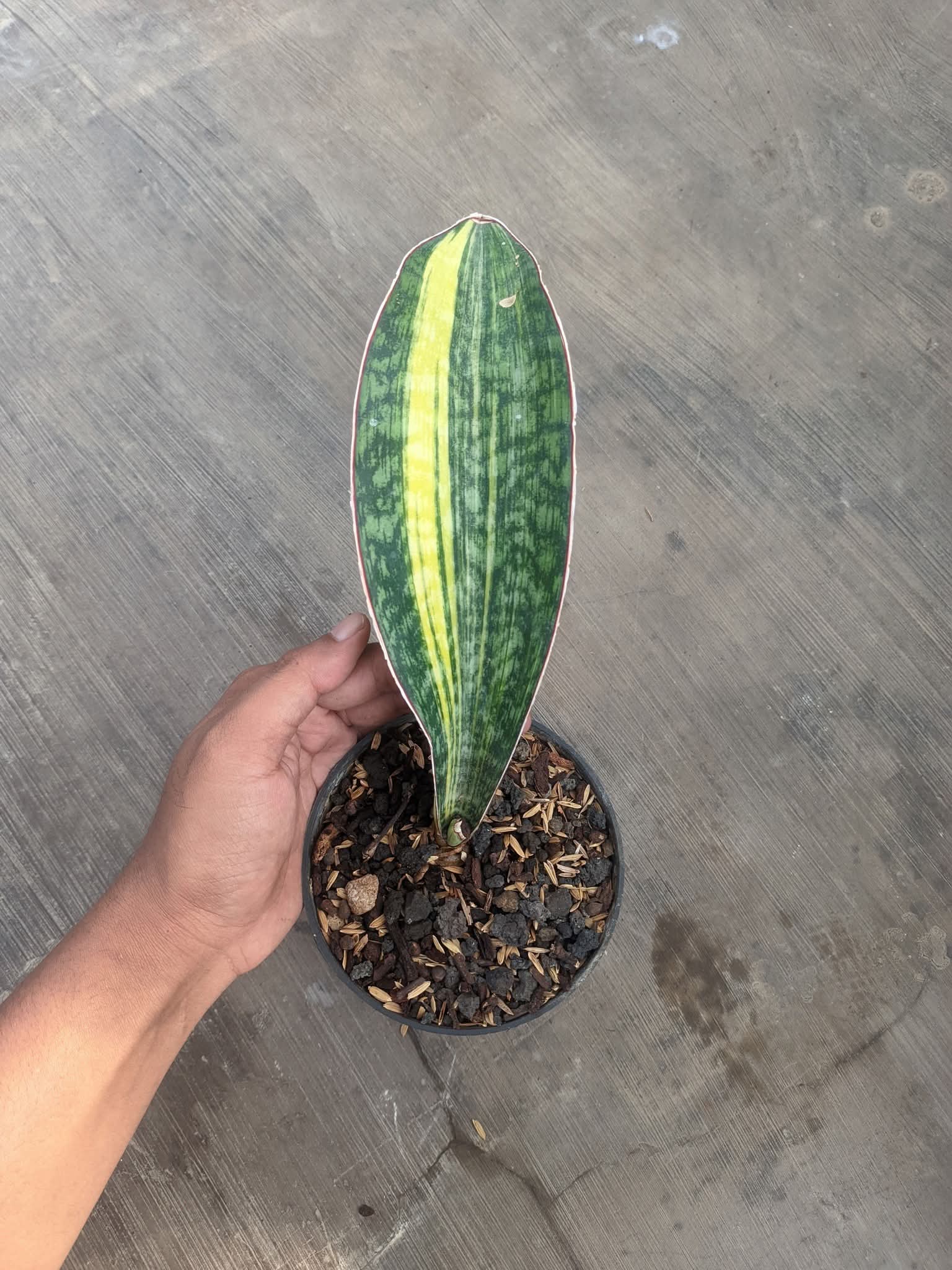 SANSEVIERIA PUPHAMON