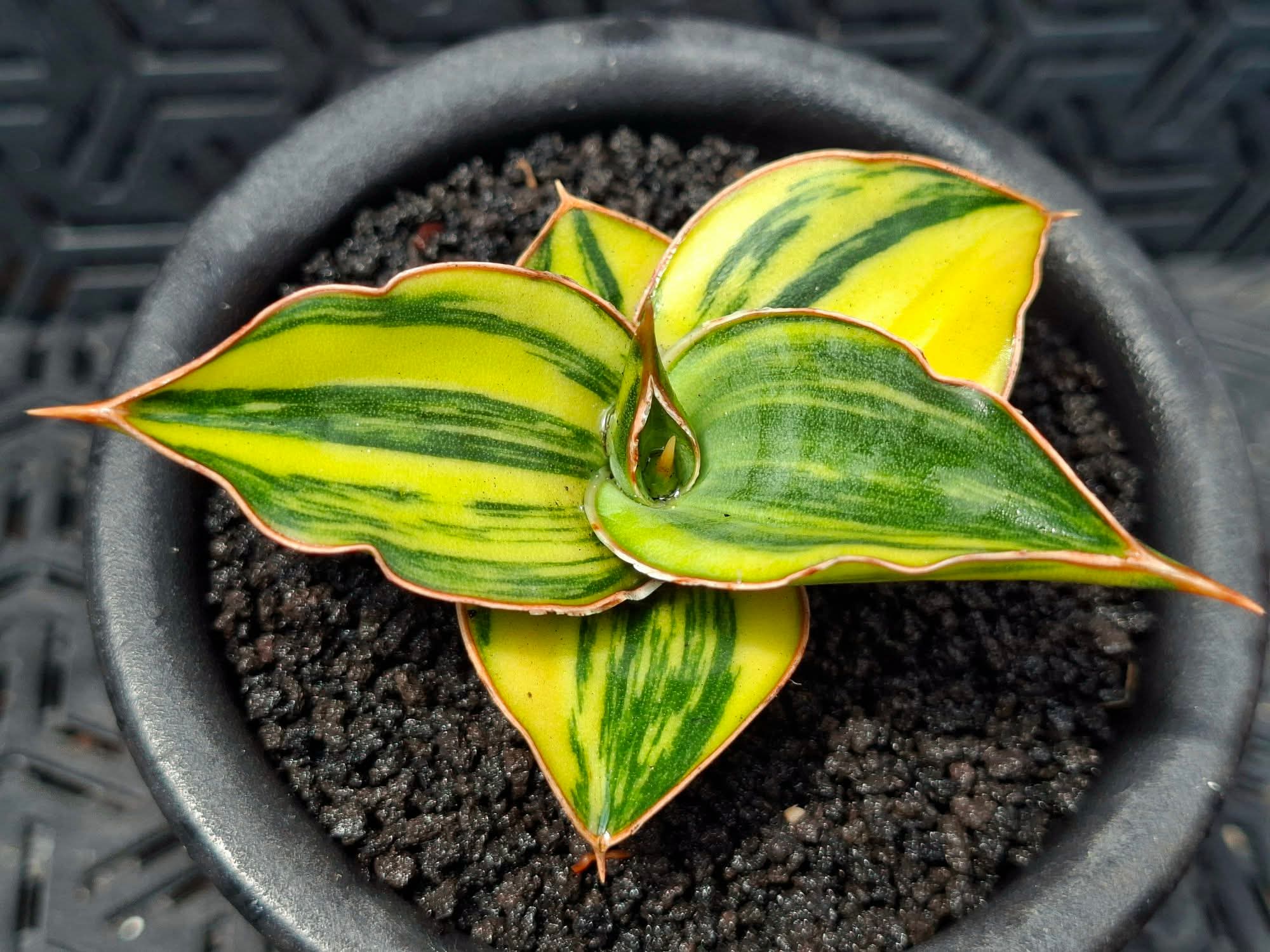 SANSEVIERIA KIMAYO