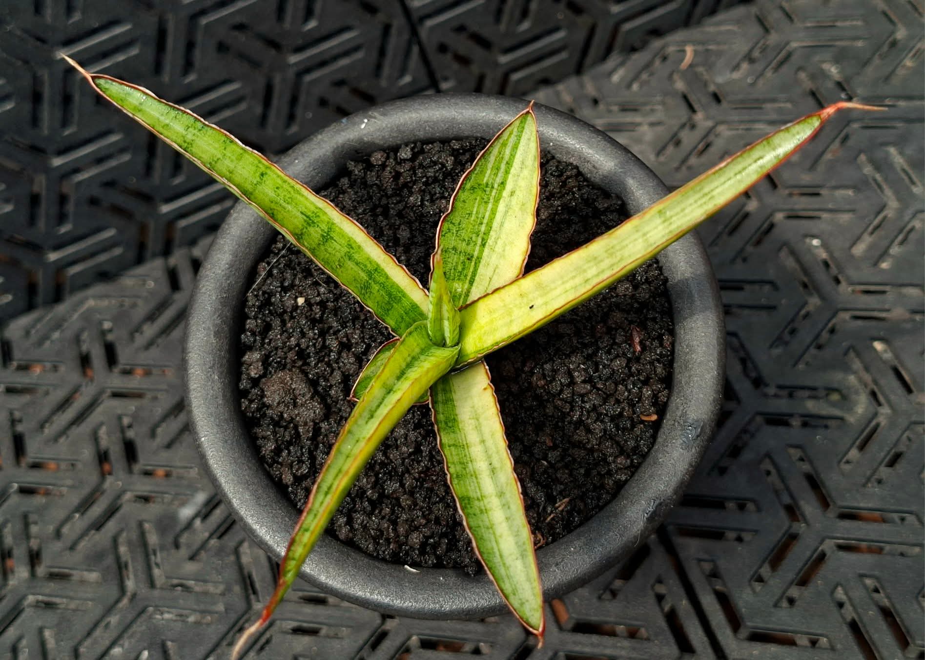 SANSEVIERIA ROYAL CROWN