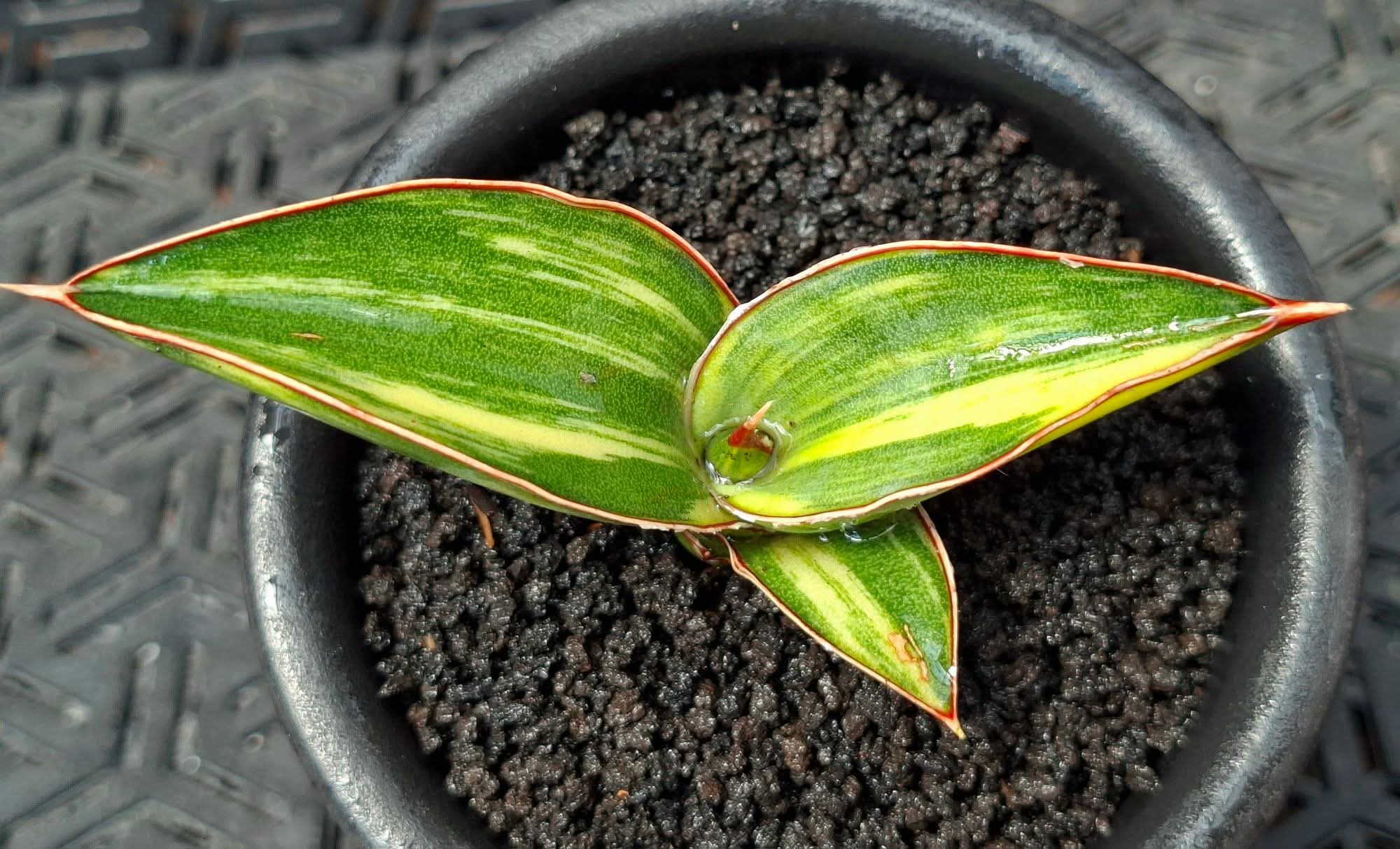 SANSEVIERIA ROBUSTA 2