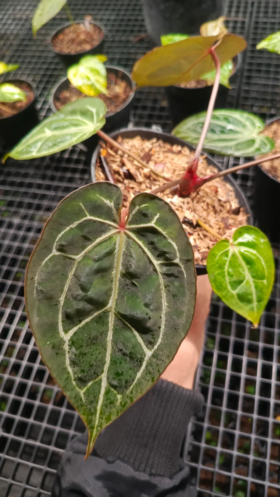 ANTHURIUM MICHELLE X MUKLIS