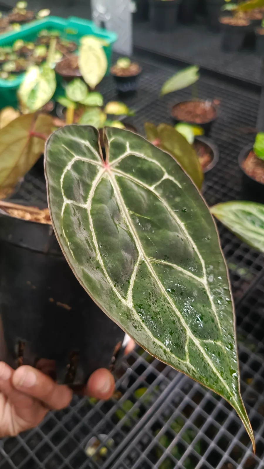 ANTHURIUM MICHELLE X MUKLIS 2