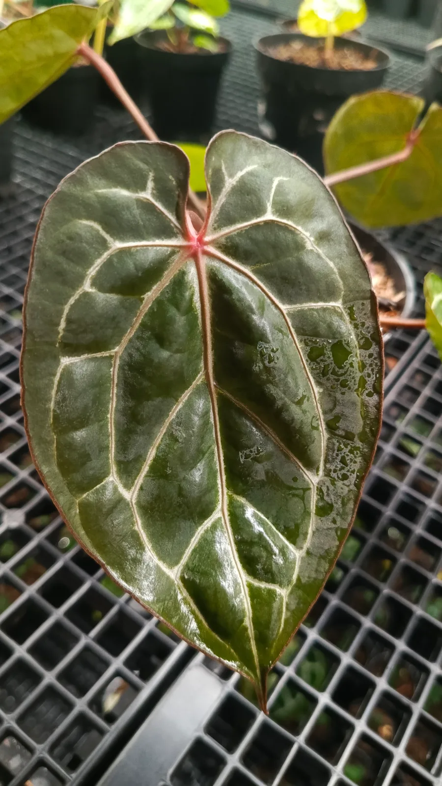 ANTHURIUM MICHELLE X MUKLIS 3