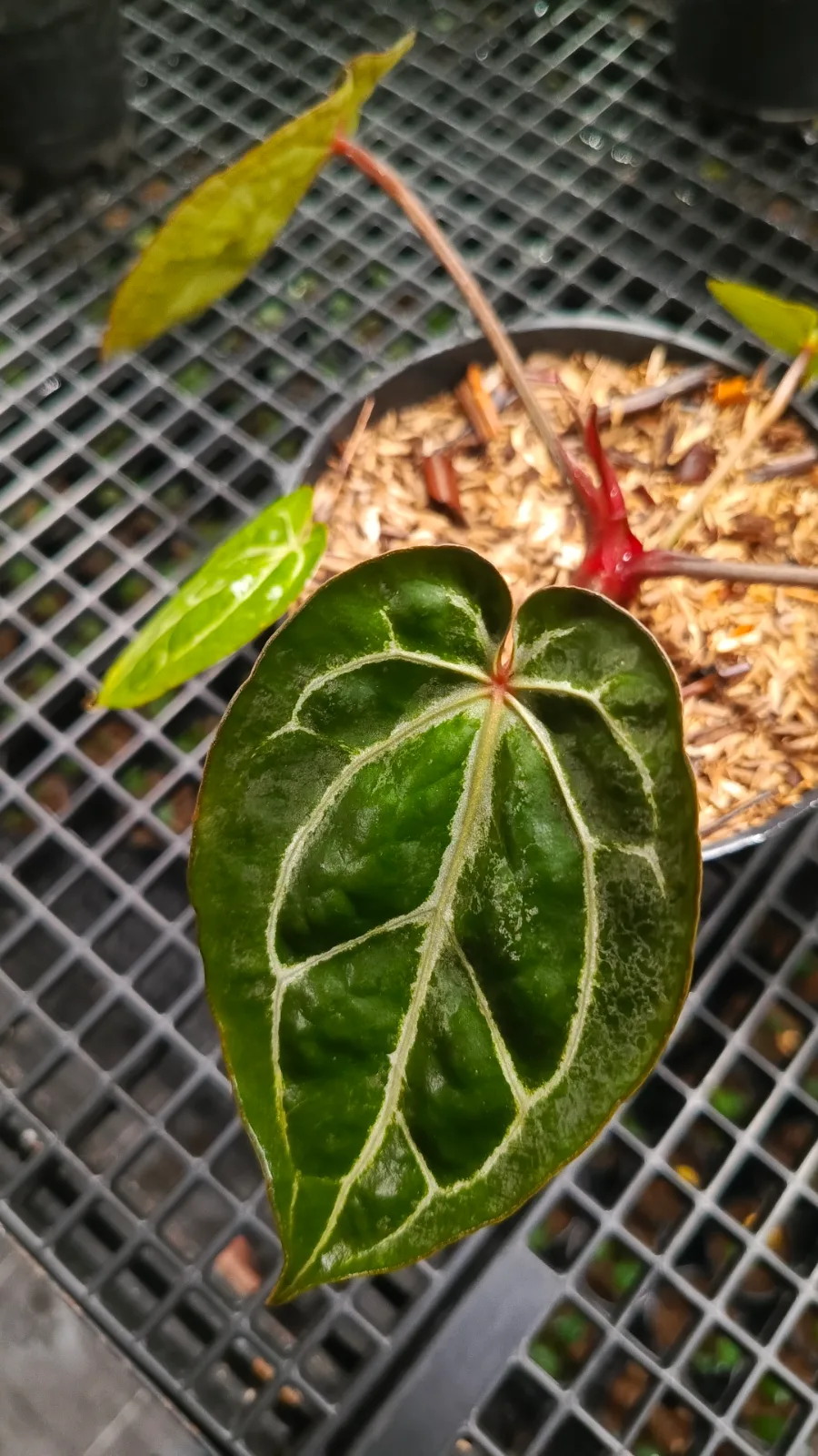 ANTHURIUM MICHELLE X MUKLIS 4
